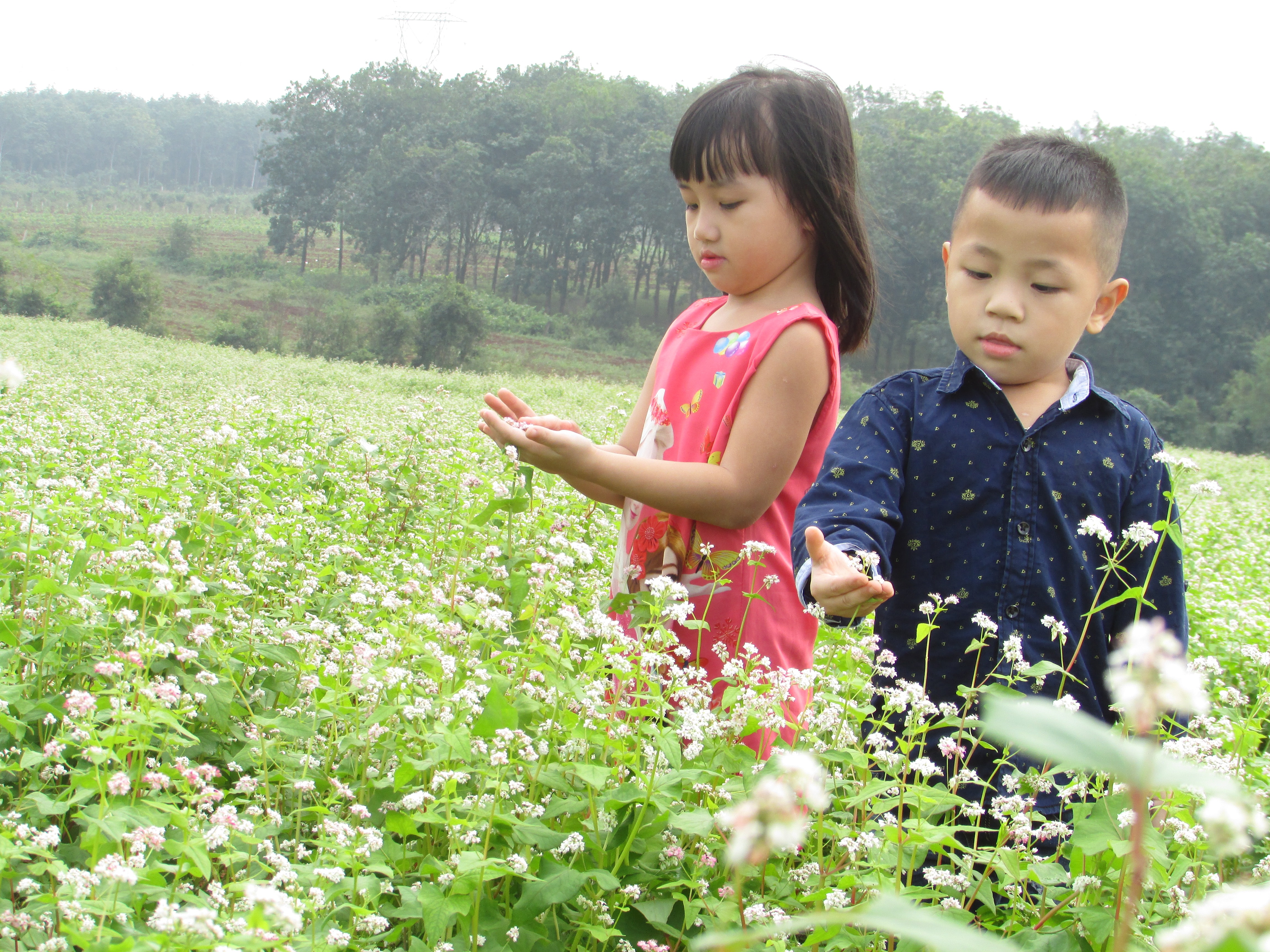 Trên cánh đồng hoa đã có nhiều người ghé qua tham quan, chụp ảnh. Những đứa trẻ theo bố mẹ ra tham quan đồng hoa tỏ ra thích thú với những bông hoa mới nở. Ảnh: Minh Thái