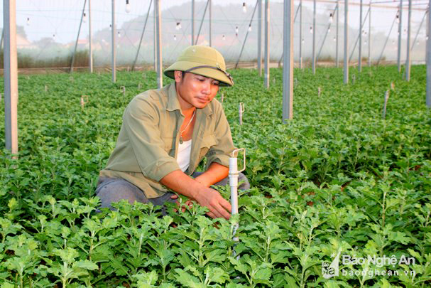 Mô hình trồng hoa trong nhà màng của anh Hồ Phúc Hoàng ở xã Quỳnh Bảng (Quỳnh Lưu). Ảnh: Việt Hùng.