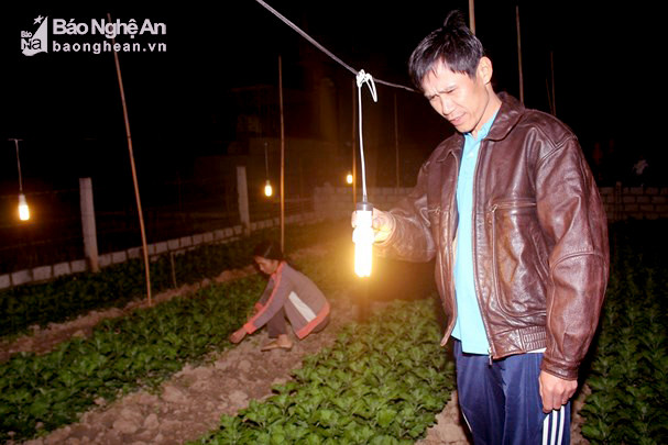 Bà con nông dân làng hoa Hồng Phú (xã Quỳnh Hồng) thắp điện chăm sóc hoa. Ảnh: Việt Hùng.