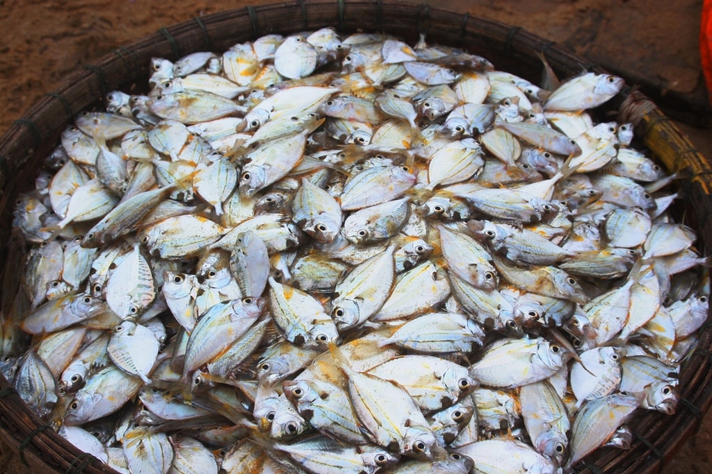 Cá ngảng có đặc điểm mình nhỏ, có vây ở lưng rất cứng. Loài cá này giàu chất dinh dưỡng, nếu là con to thì có thể xuất khẩu, còn loại nhỏ được chế biến nấu canh chua rất ngon, đặc biệt rất tốt cho phụ nữ mang thai. Ảnh: Việt Hùng