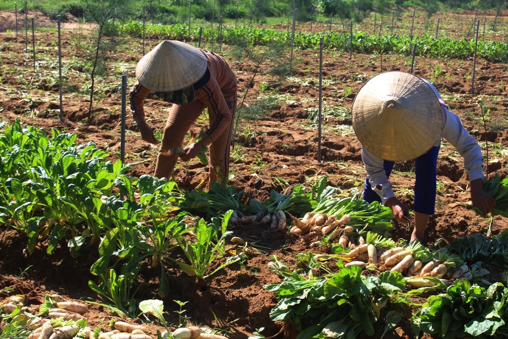  Nông dân xã Quỳnh Bảng (Quỳnh Lưu) thu hoạch củ cải Ảnh: Việt Hùng