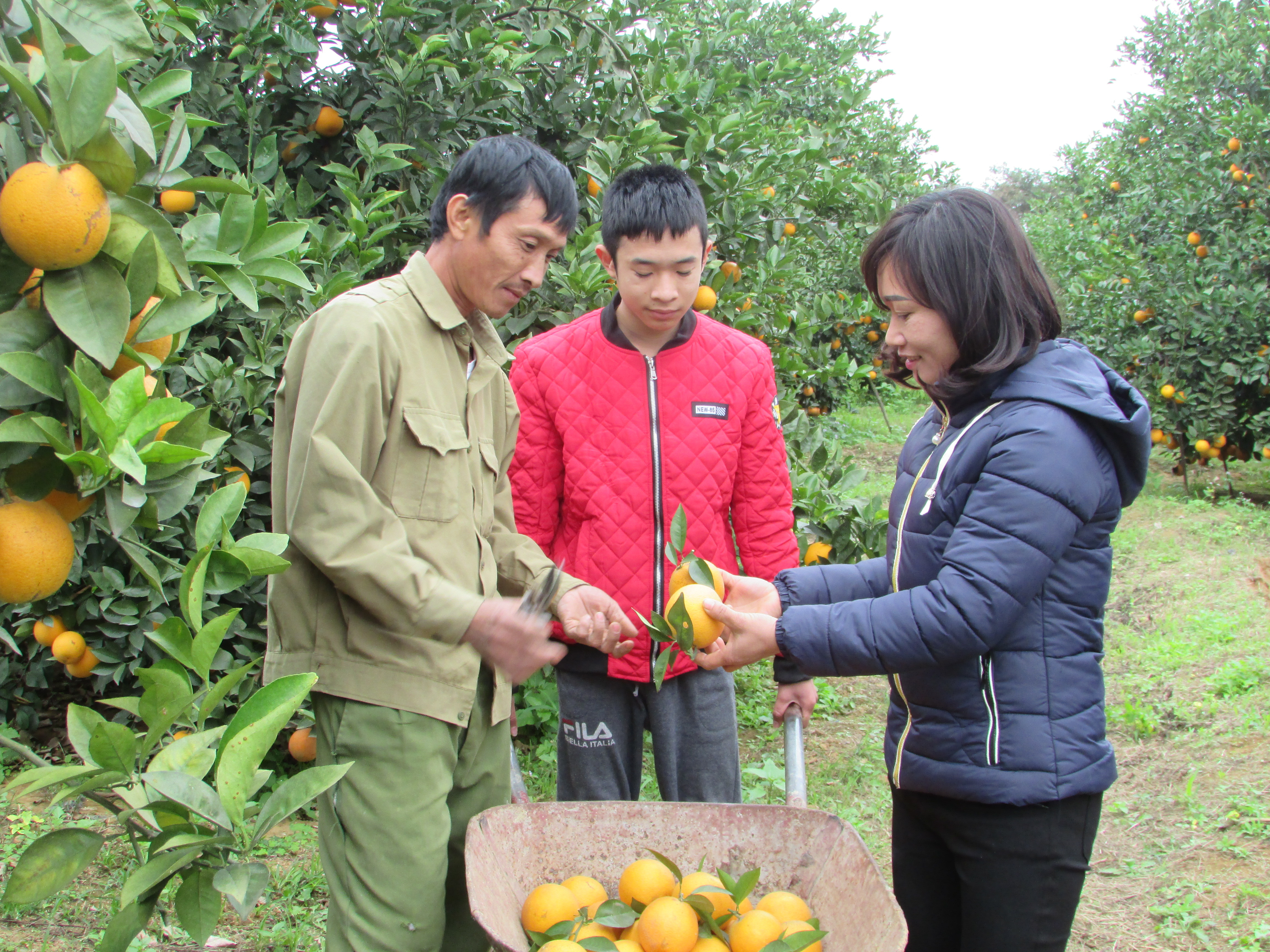 Năm ngoái, cam xã Đoài chín muộn bán vào dịp Tết có giá cao gấp đôi, thậm chí gấp ba so với cam mùa. Ảnh: Minh Thái