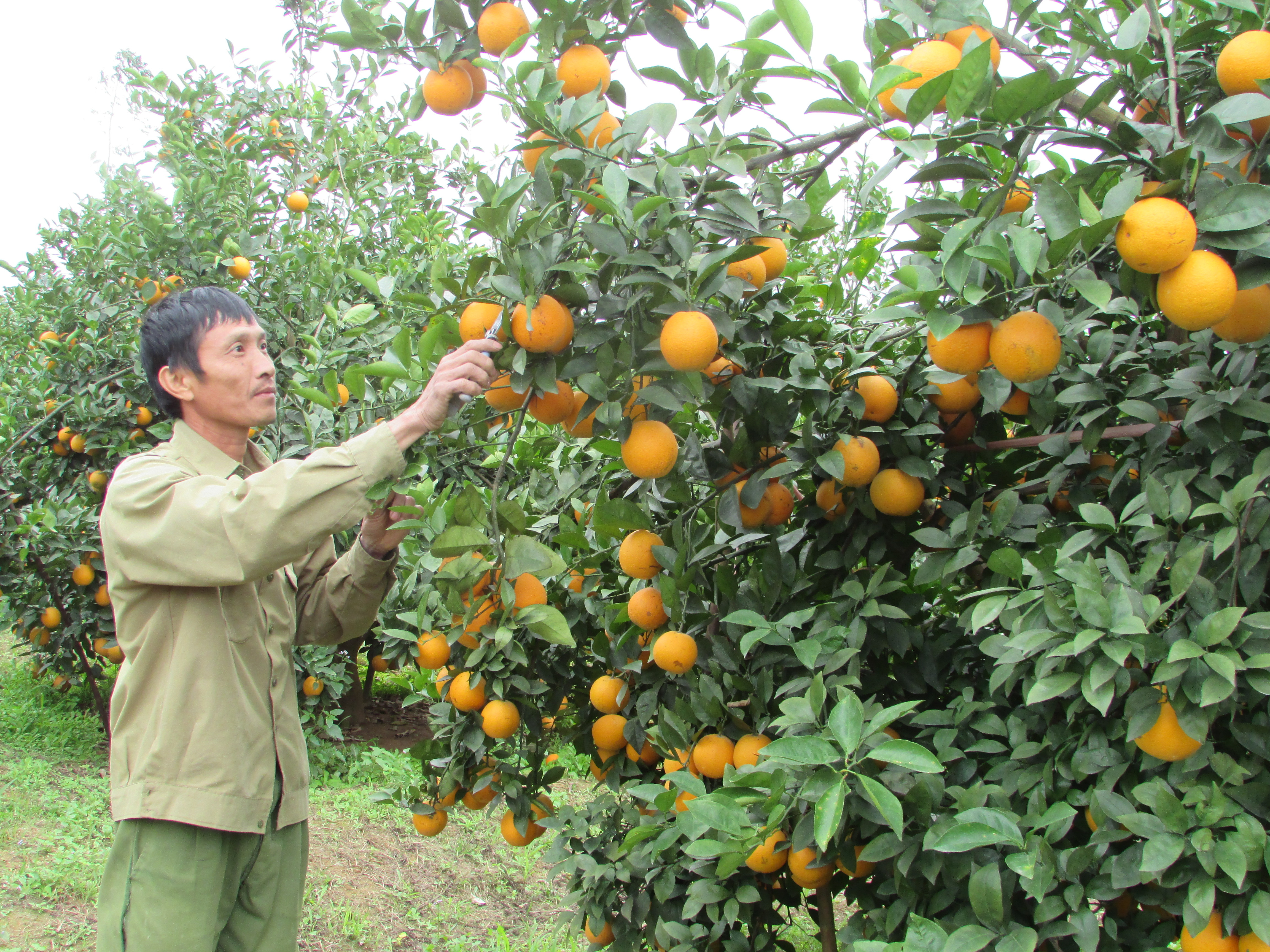 Gia đình anh Nguyễn Nhật Tuấn, xóm 13B, xã Nghĩa Yên (Nghĩa Đàn) trồng xen nhiều loại cam trên cùng đơn vị diện tích. Ảnh: Minh Thái