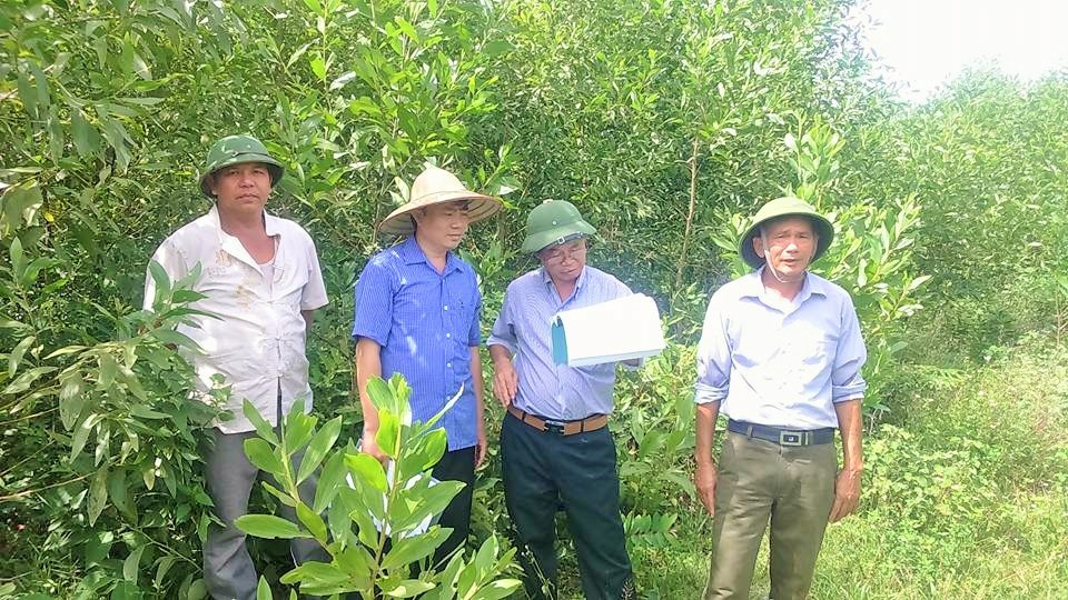 Rừng trồng thay thế ở Quỳnh Lưu phát triển tốt. Ảnh: PV