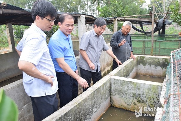 Tham quan mô hình nuôi ếch hàng hóa của CCB Lê Anh Đào ở xã Lý Thành. Ảnh: Xuân Hoàng