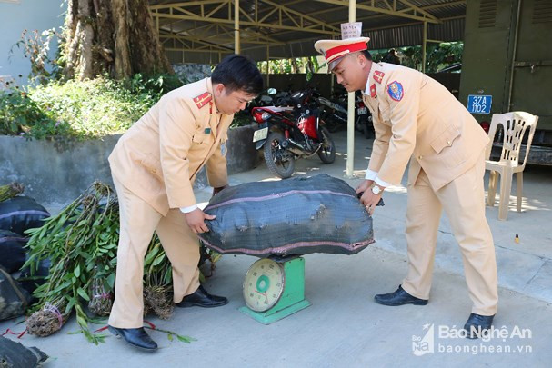 Tổng trọng lượng lan mà lực lượng chức năng tịch thu là trên 235kg. Ảnh: Lữ Phú