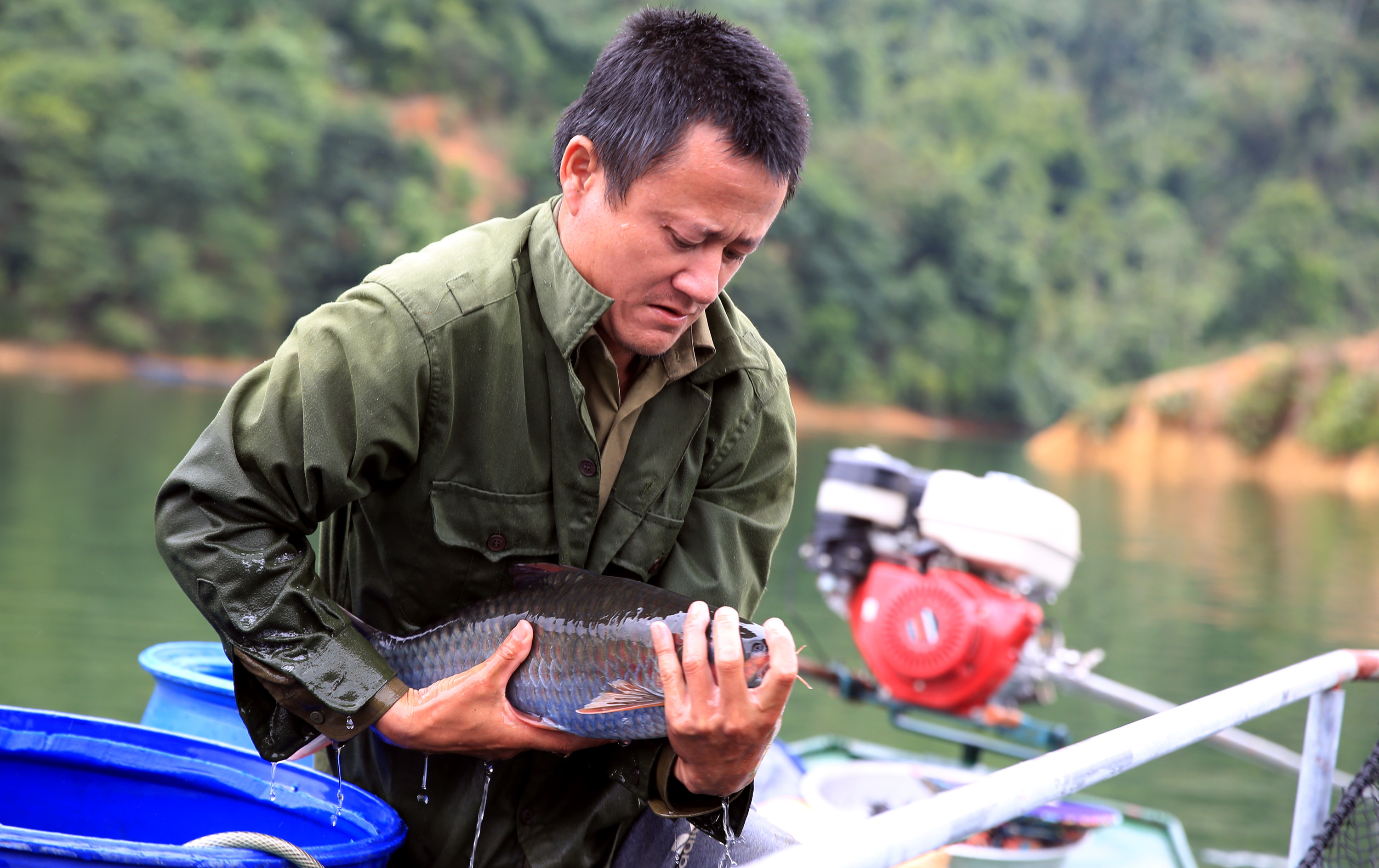 Anh Trần Văn Thuận đang thu hoạch cá. Ảnh: Hồ Phương
