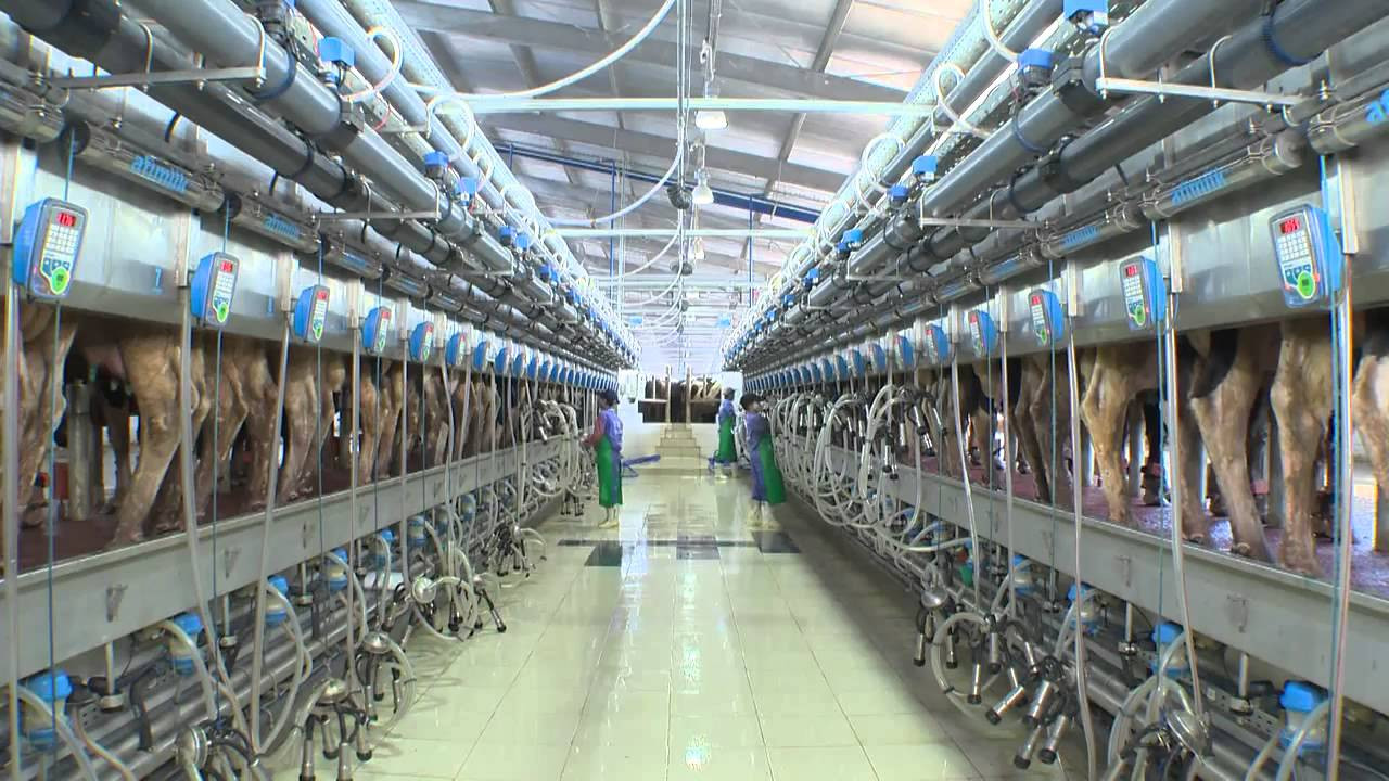 Công ty CP sữa TH nộp 60 tỷ đồng. Ảnh tư liệu