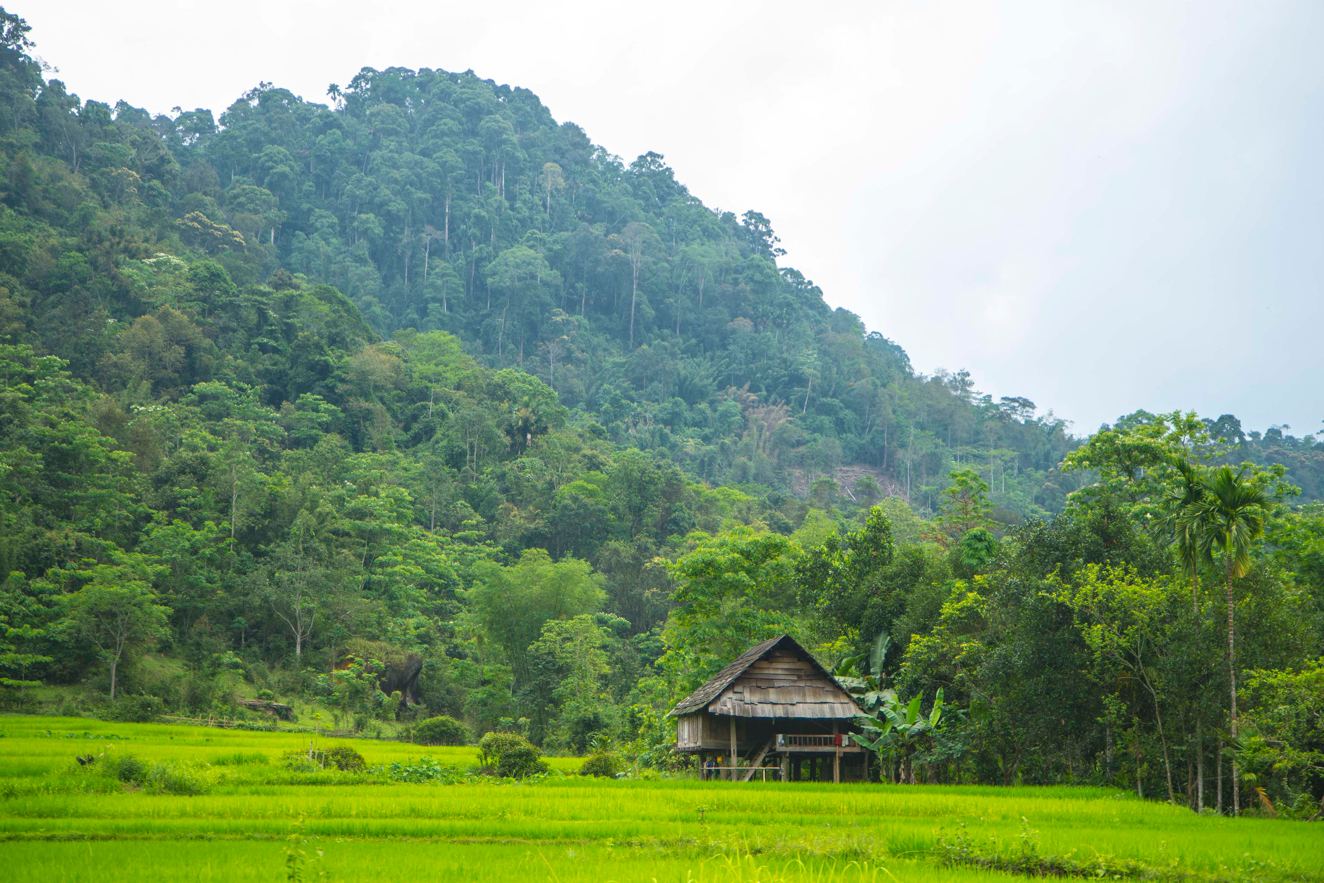 Công tác bảo vệ rừng ở huyện Con Cuông được thực hiện tốt. Ảnh: P.V