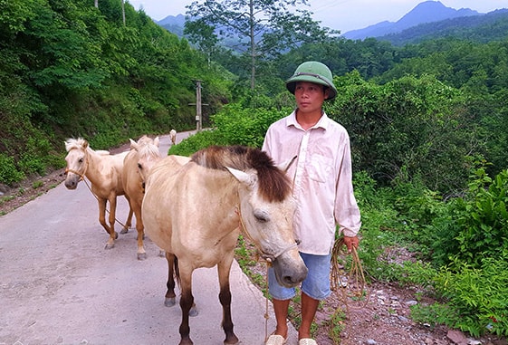 Nuôi ngựa không đầu tư nhiều về thức ăn mà ngựa ăn chủ yếu cỏ và lá cây trong rừng.