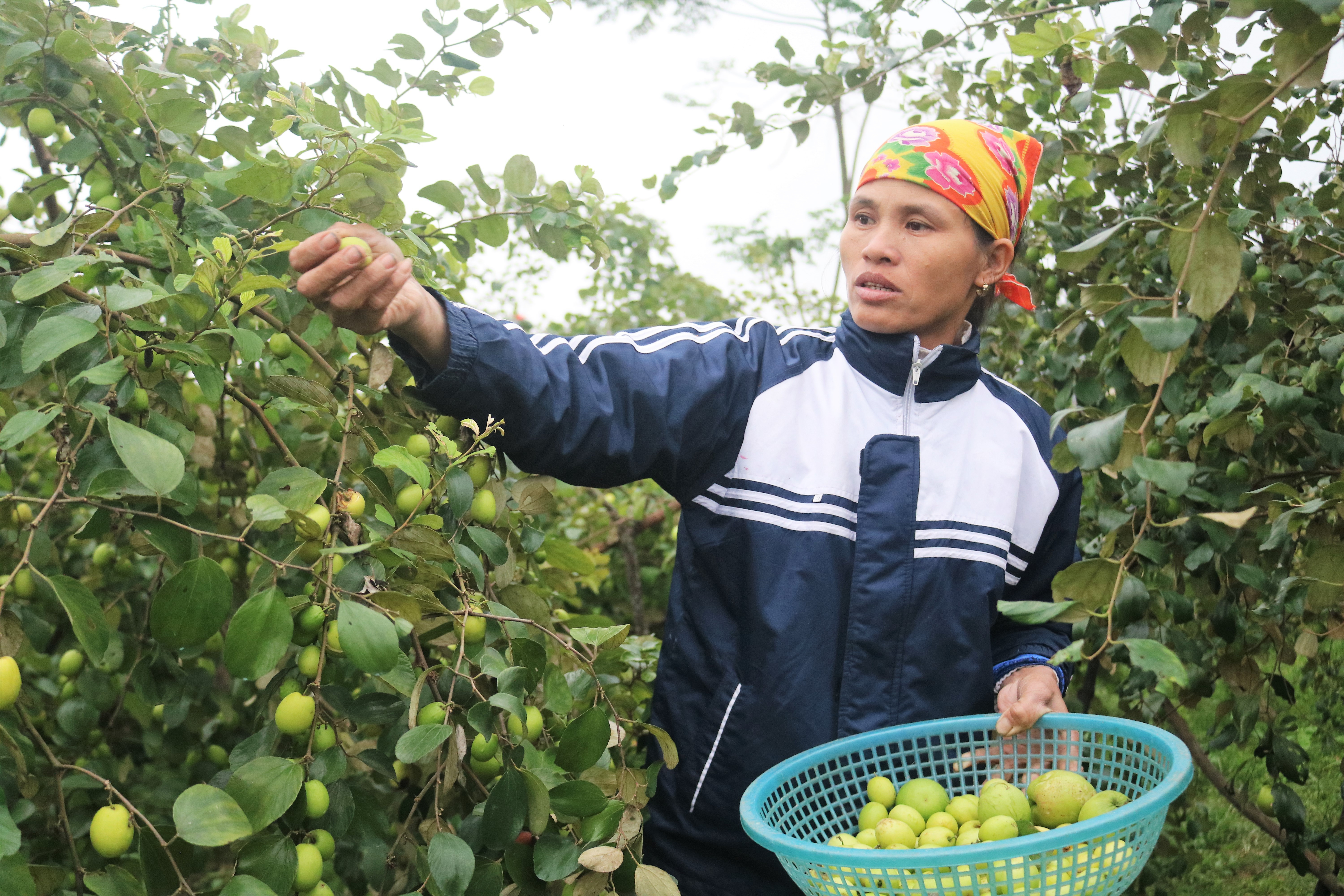 Nông dân xã Nam Tân thu hoạch táo. Ảnh: Diệp Phương