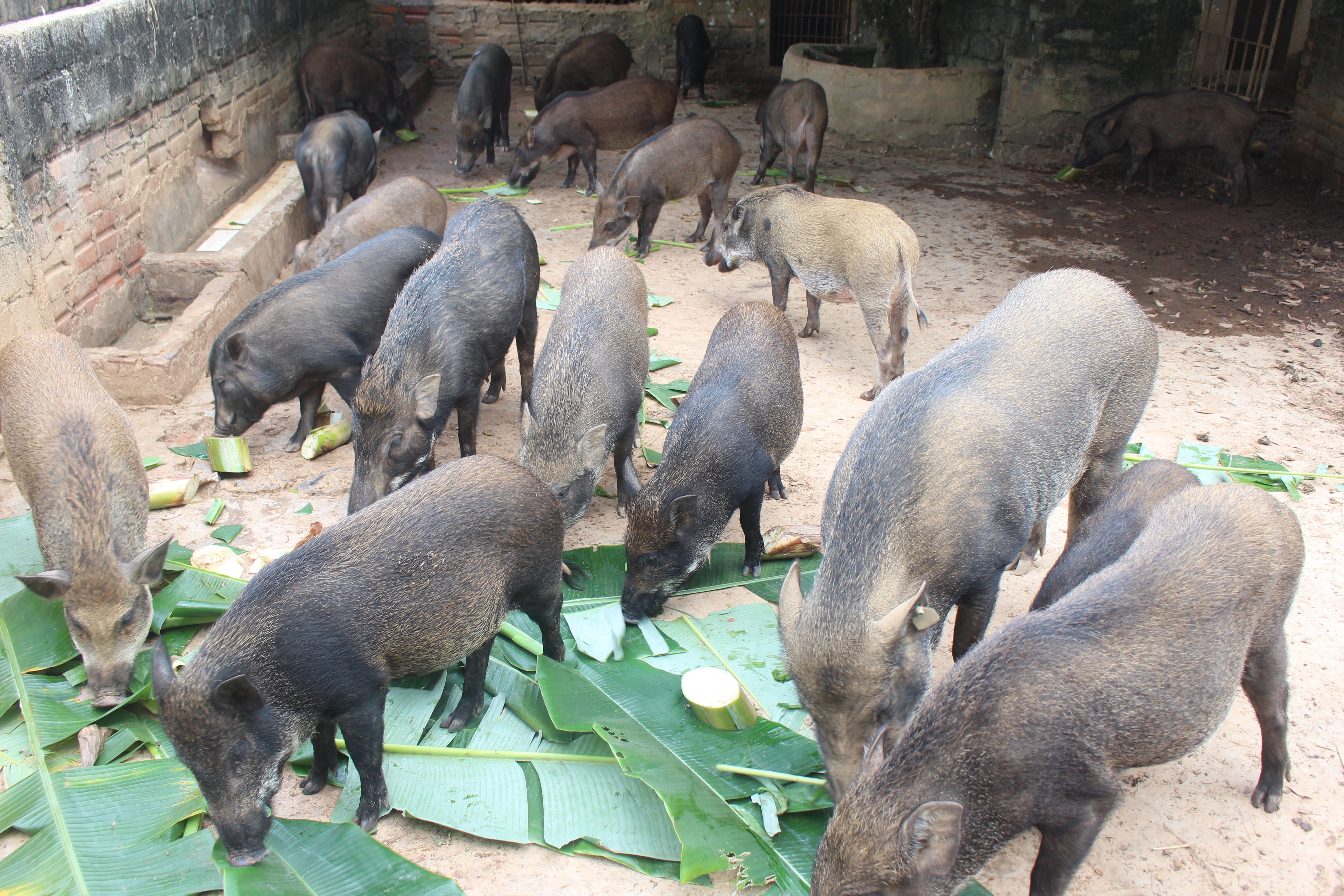 Lợn đen vùng miền núi và lợn rừng nuôi đang được người tiêu dùng lựa chọn làm thực phẩm trong những ngày tết. Vì vậy, người dân vùng miền núi nhiều năm nay đầu tư nuôi lợn rừng, thu nhập cao. Cuối năm, giá lợn rừng phổ biến từ 100.000 - 120.000 đồng/kg thịt hơi. Ảnh: Xuân Hoàng