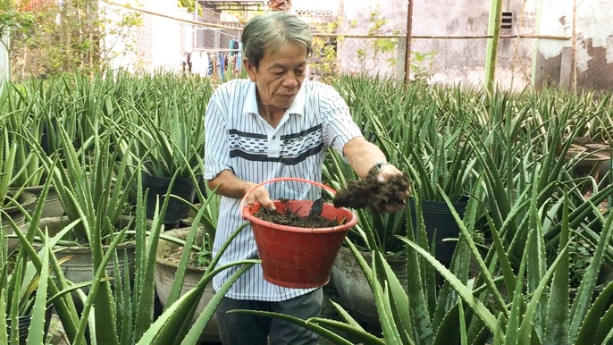 Ông Hiếu còn tận dụng phân dúi để ủ, trộn làm phân trồng nha đam Mỹ