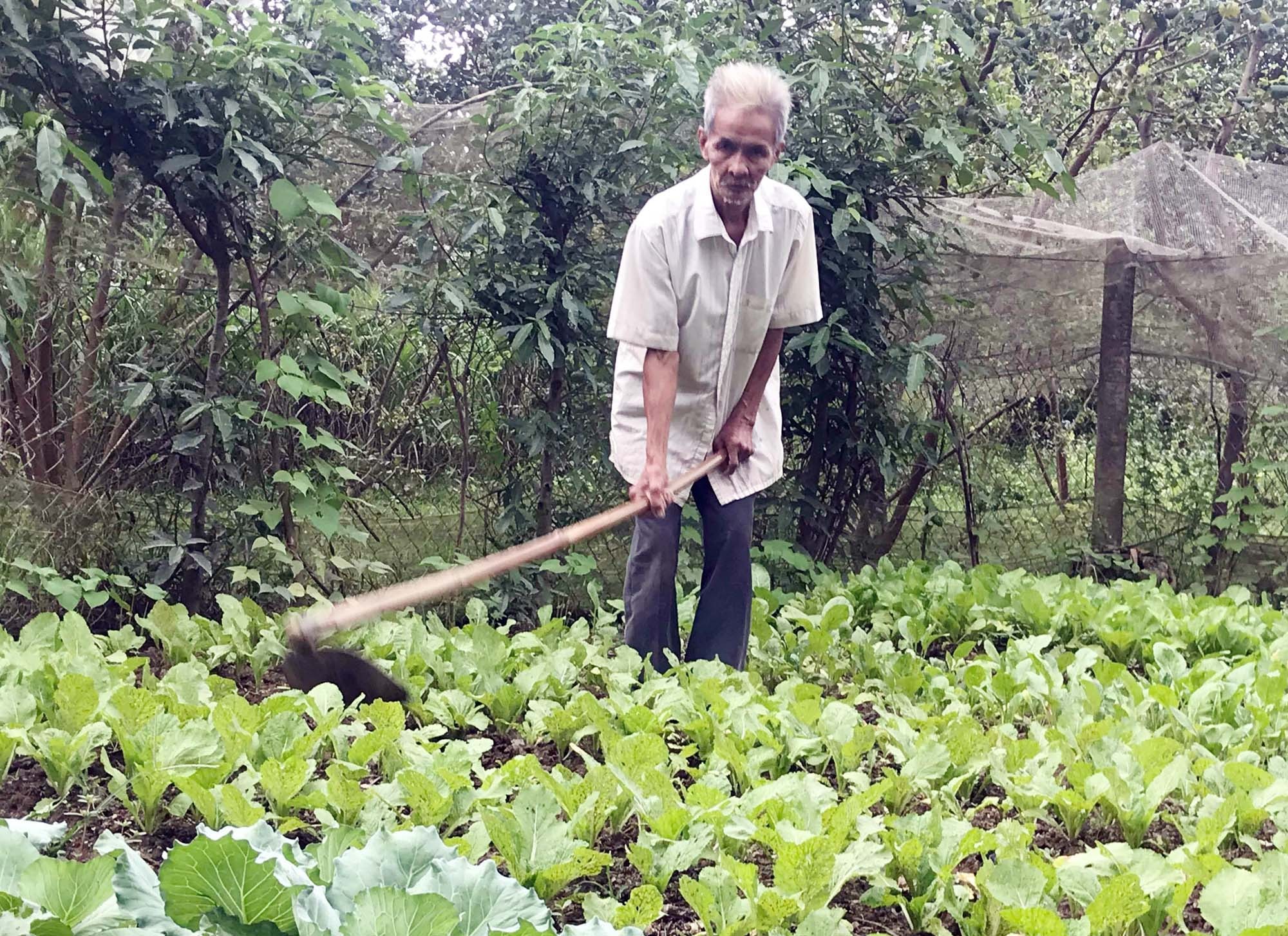 Đã hơn 80 tuổi nhưng ông Trần Mông vẫn phải trồng rau, nuôi gà kiếm tiền nuôi cháu nội mồ côi cả bỗ lẫn mẹ ăn học. Ảnh: Minh Thái