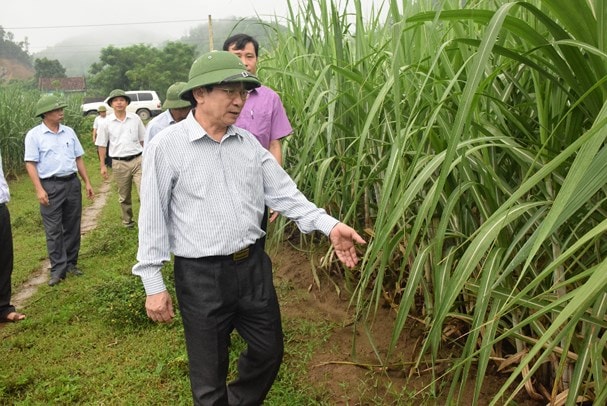 Lãnh đạo tỉnh tham quan mô hình sản mía năng xuất cao trên địa bàn xã Tân Xuân, huyện Tân Kỳ. Ảnh: Xuân Hoàng