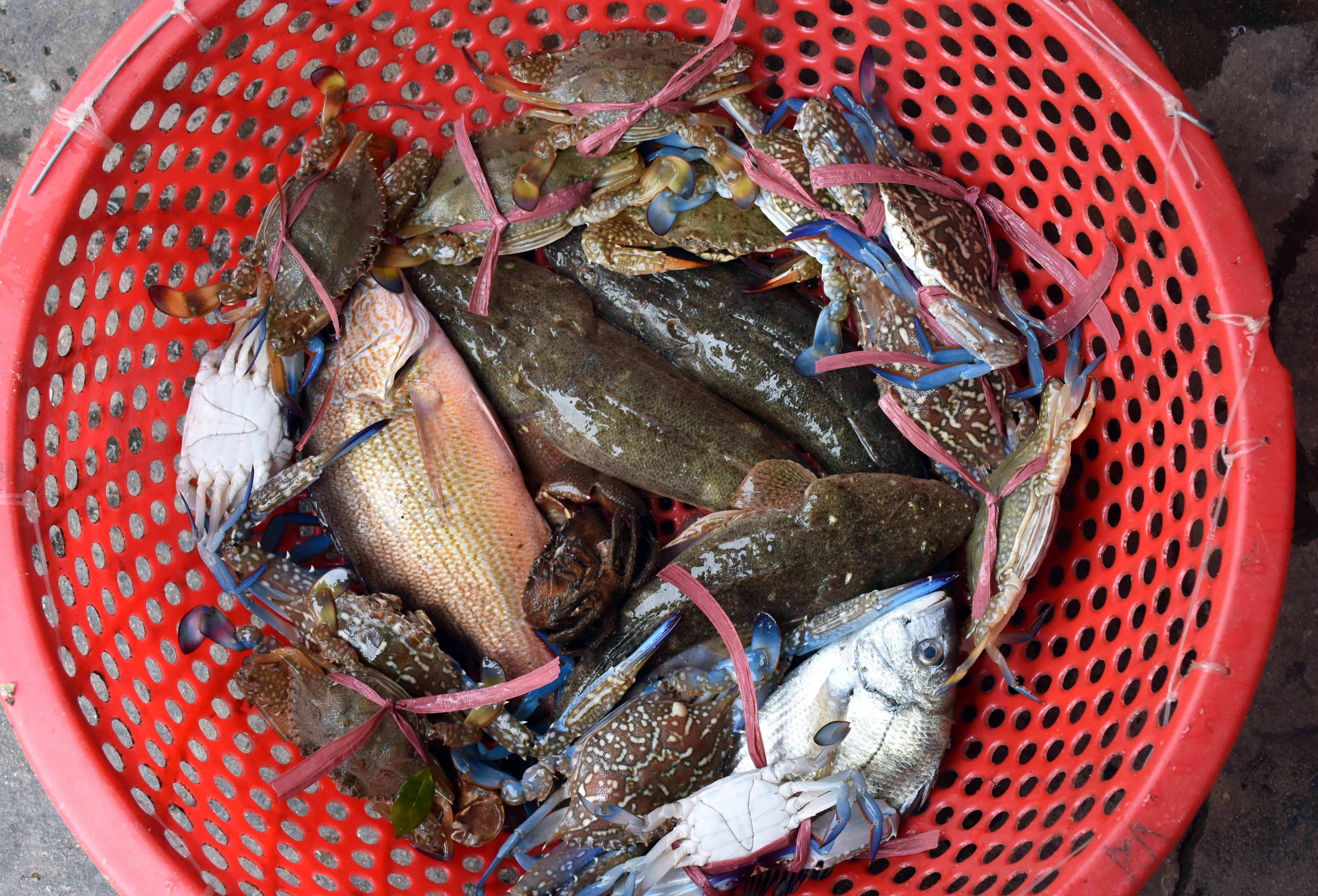 Sản phẩm thu về sau mẻ lưới là cá,ghẹ các loại cũng đủ cho sinh hoạt gia đình trong ngày giá rét cuối năm. Ảnh: Thanh Yên