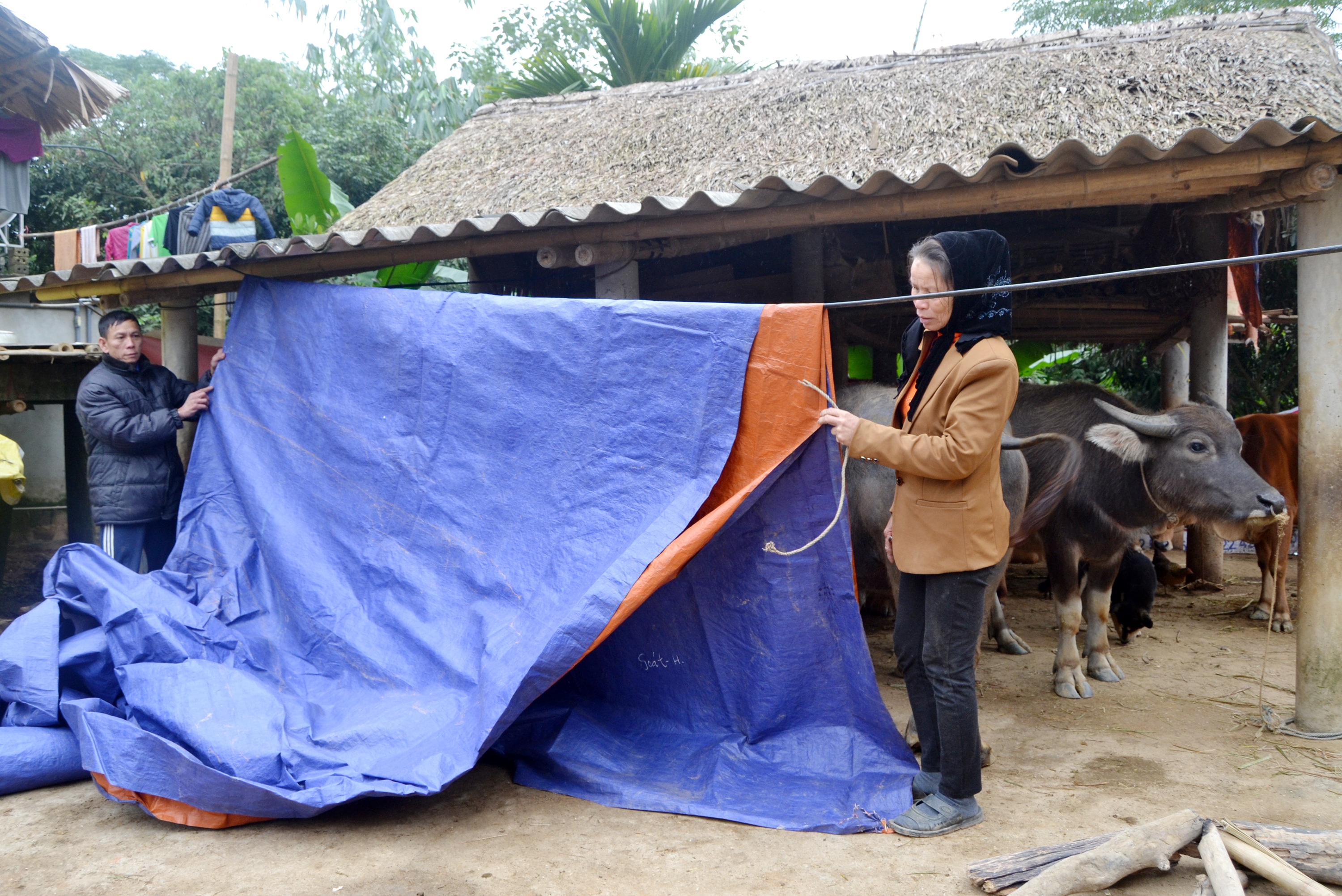 Để phòng, chống rét cho trâu, bò, chuồng trại được bà con Khe Rạn