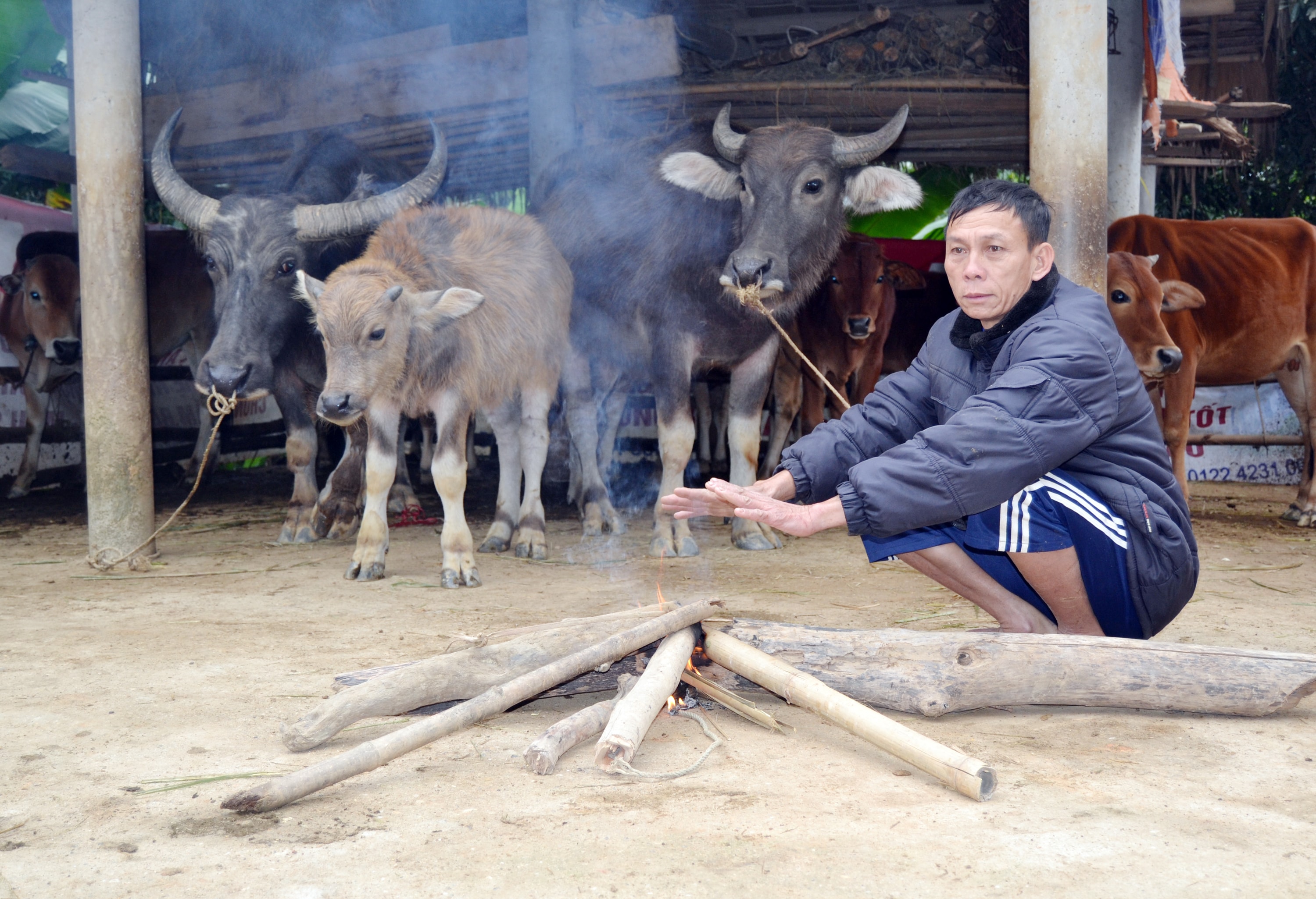 Để giữ ấm cho trâu, bò