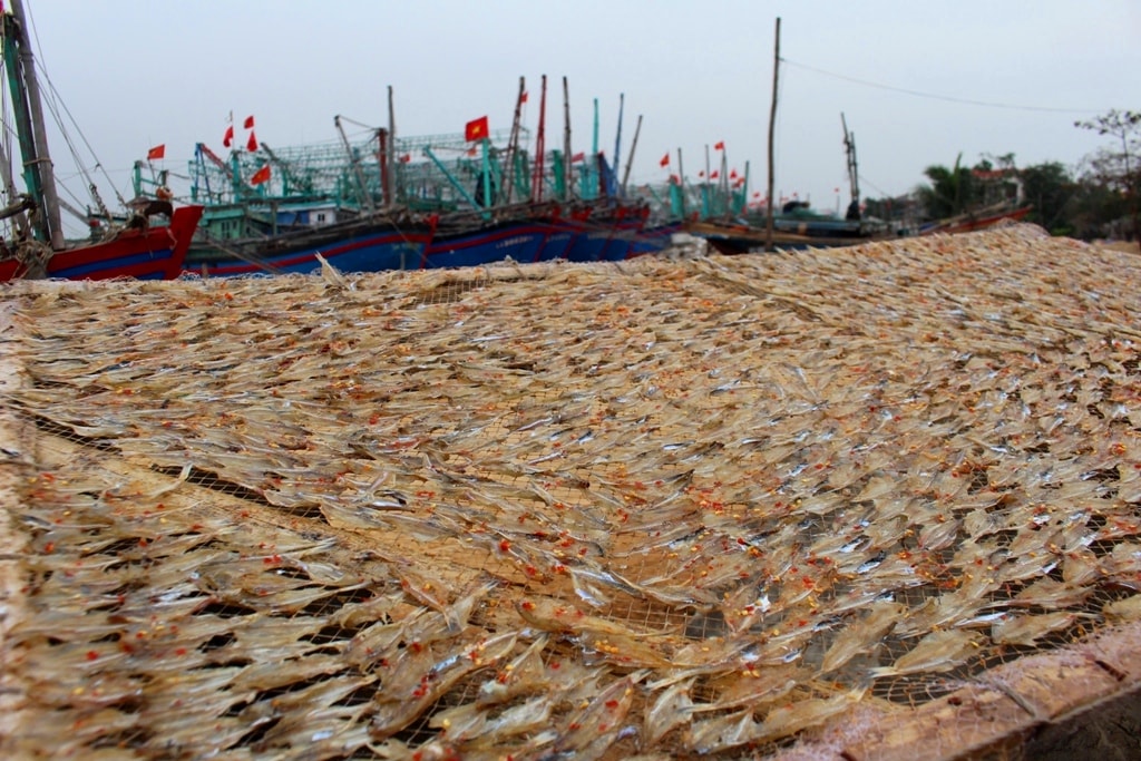 Vào tháng cận Tết, nhiều tàu đánh bắt được cá trỏng tươi nên bà con ở làng biển thu mua về chế biến; ngoài xuất khẩu sang thị trường Trung Quốc, cá trỏng còn được chế biến thành món mồi nhậu tiêu thụ mạnh trong dịp Tết. Ảnh: Việt Hùng