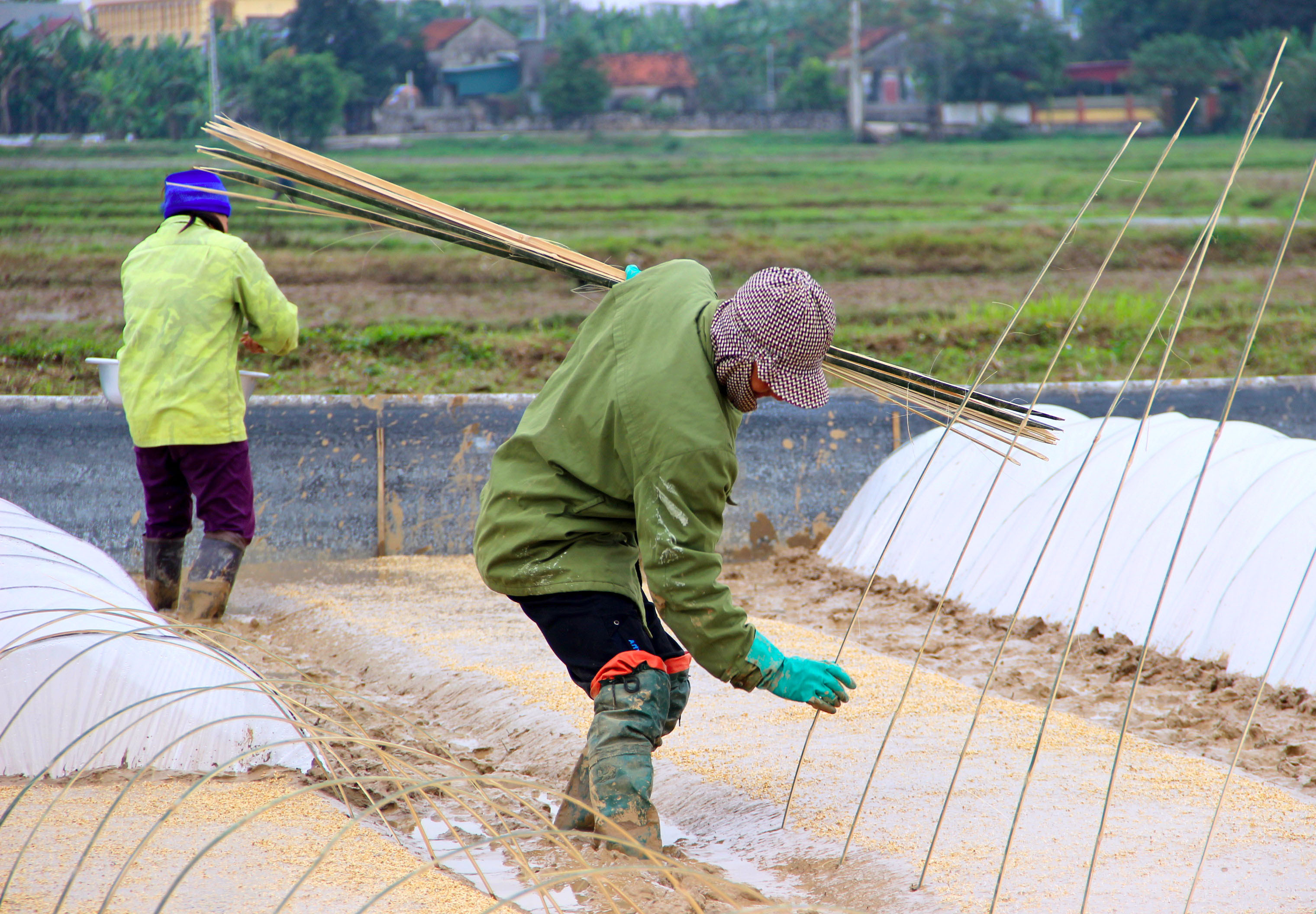 Nông dân xã Diễn Quảng, huyện Diễn Châu tập trung gieo mạ giữa ngày rét. Ảnh: Quang An