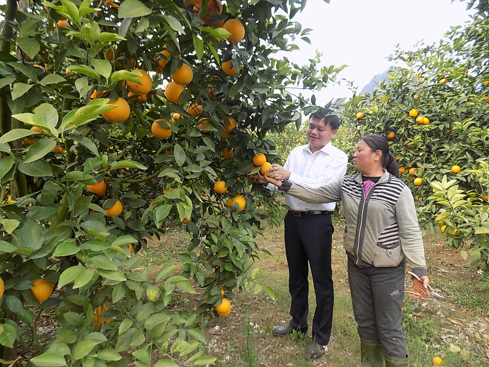 Toàn huyện Quỳ Hợp hiện có 1.200/2.780 ha cam vào giai đoạn kinh doanh. Ảnh: Thu Hường