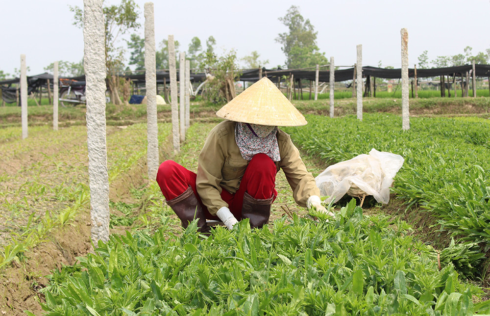 Sản xuất rau mùi tàu Vietgap tại huyện Diễn Châu. Ảnh: Phú Hương