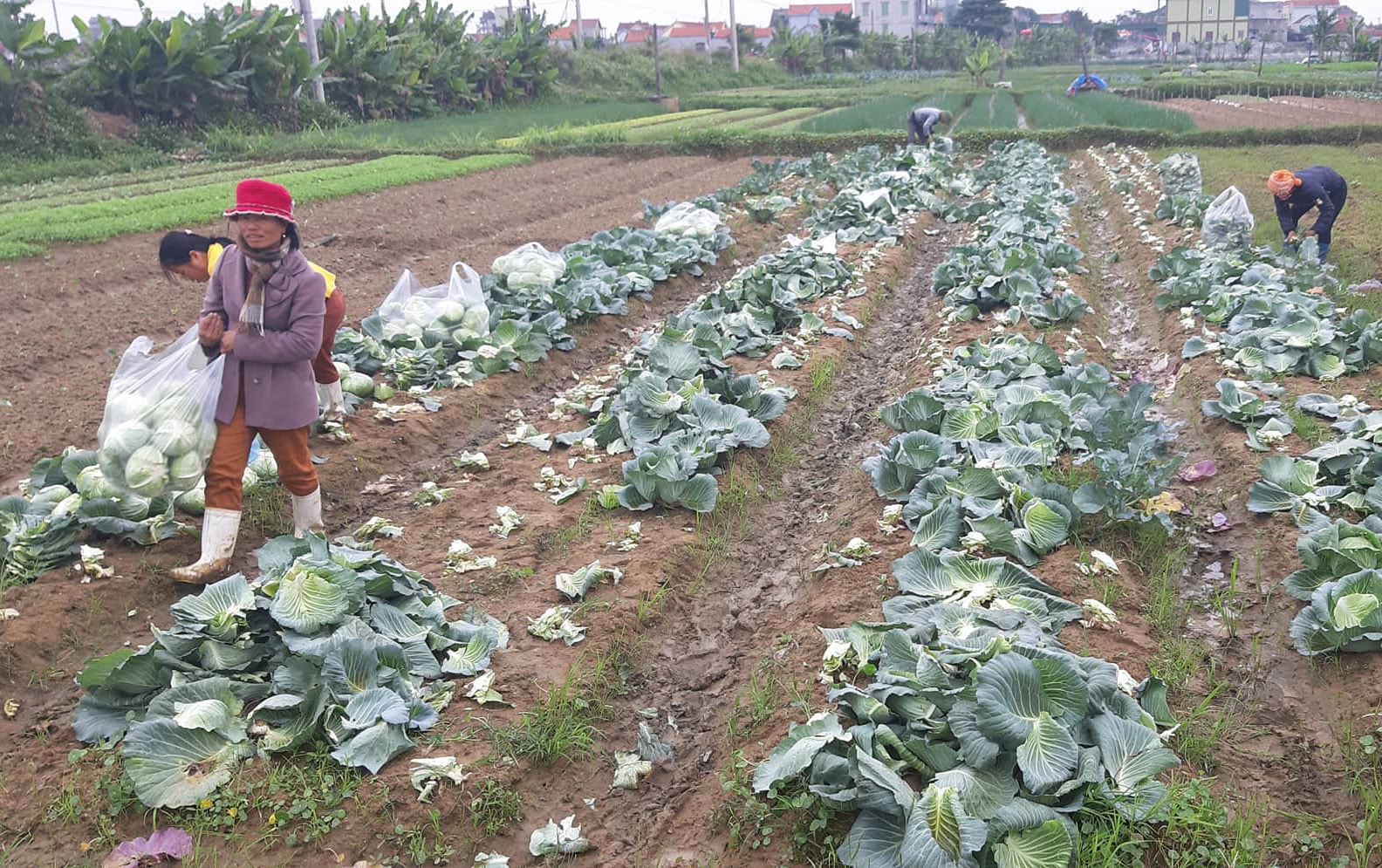 Mặc dù thời tiết giá rét nhưng bà con nông dân vùng bãi ngang huyện Quỳnh Lưu vẫn tích cực thu hoạch rau cải nhập cho thương lái. Ảnh: Lê Nhung