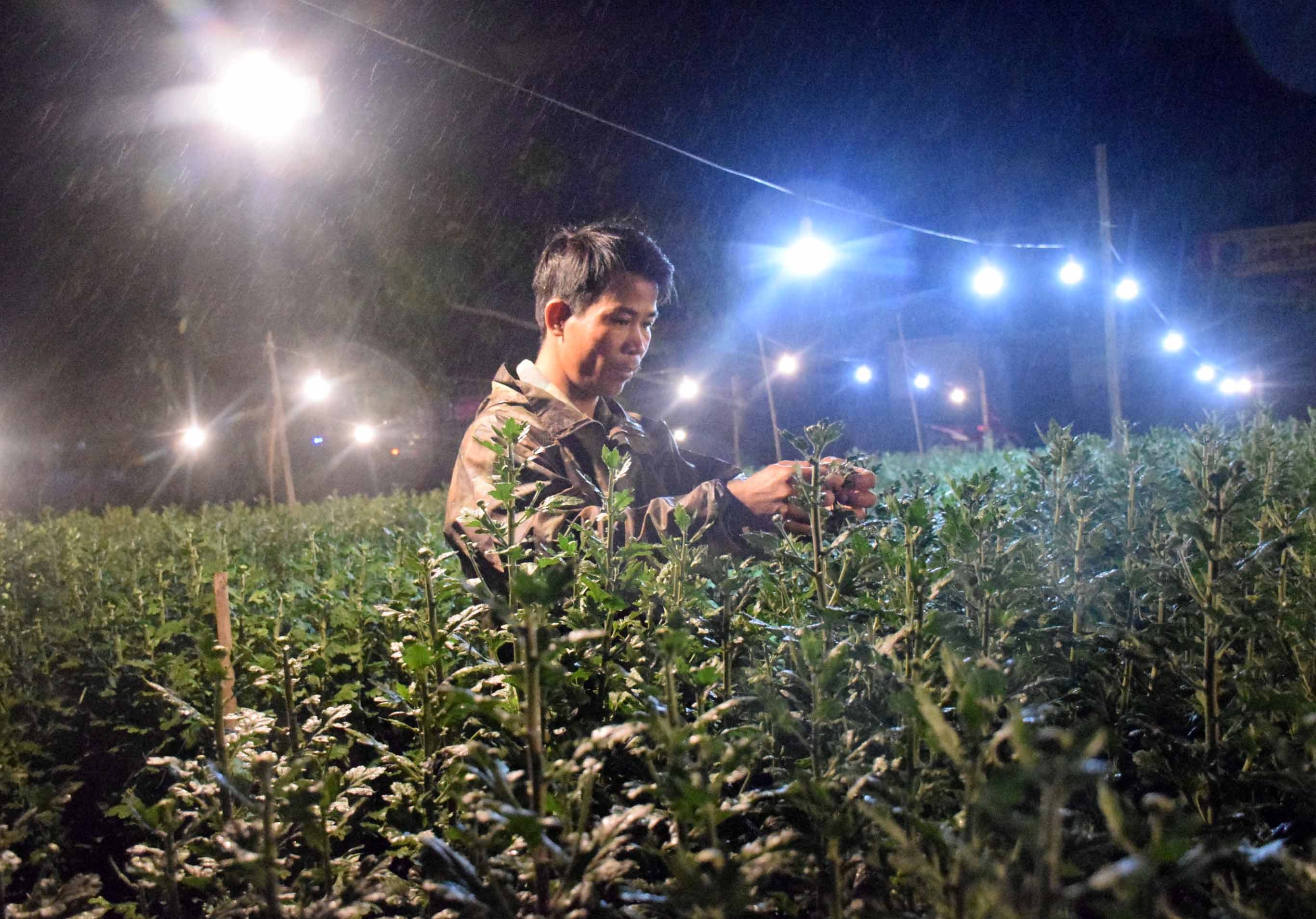 Anh Nguyễn Văn An, xóm 6, xã Diễn Kỷ, huyện Diễn Châu chăm sóc hoa trong đêm. Ảnh: Xuân Hoàng