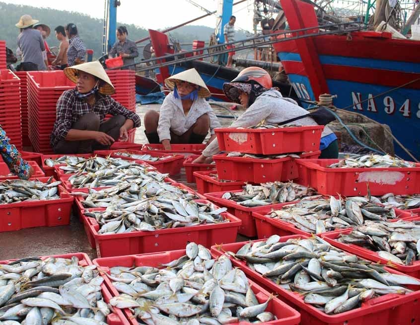 Không chỉ ngư dân đánh bắt gần bờ trúng đậm “lộc biển” đầu năm mà những tàu xa bờ cũng thu về sản lượng cao. Phấn khởi được mùa trong chuyến đầu năm mới, ngư dân Lê Văn Mạnh ở xã Quỳnh Nghĩa cho biết: “ Tàu ra khơi hôm mùng 1 Dương lịch năm 2019, sau 4 ngày đánh bắt trên biển tàu đánh được hơn 5 tấn cá bạc má thu nhập hơn 200 triệu đồng; sáng nay xuất bán xong, chúng tôi sẽ tiếp nhiên liệu ra khơi trong ngày mai”.