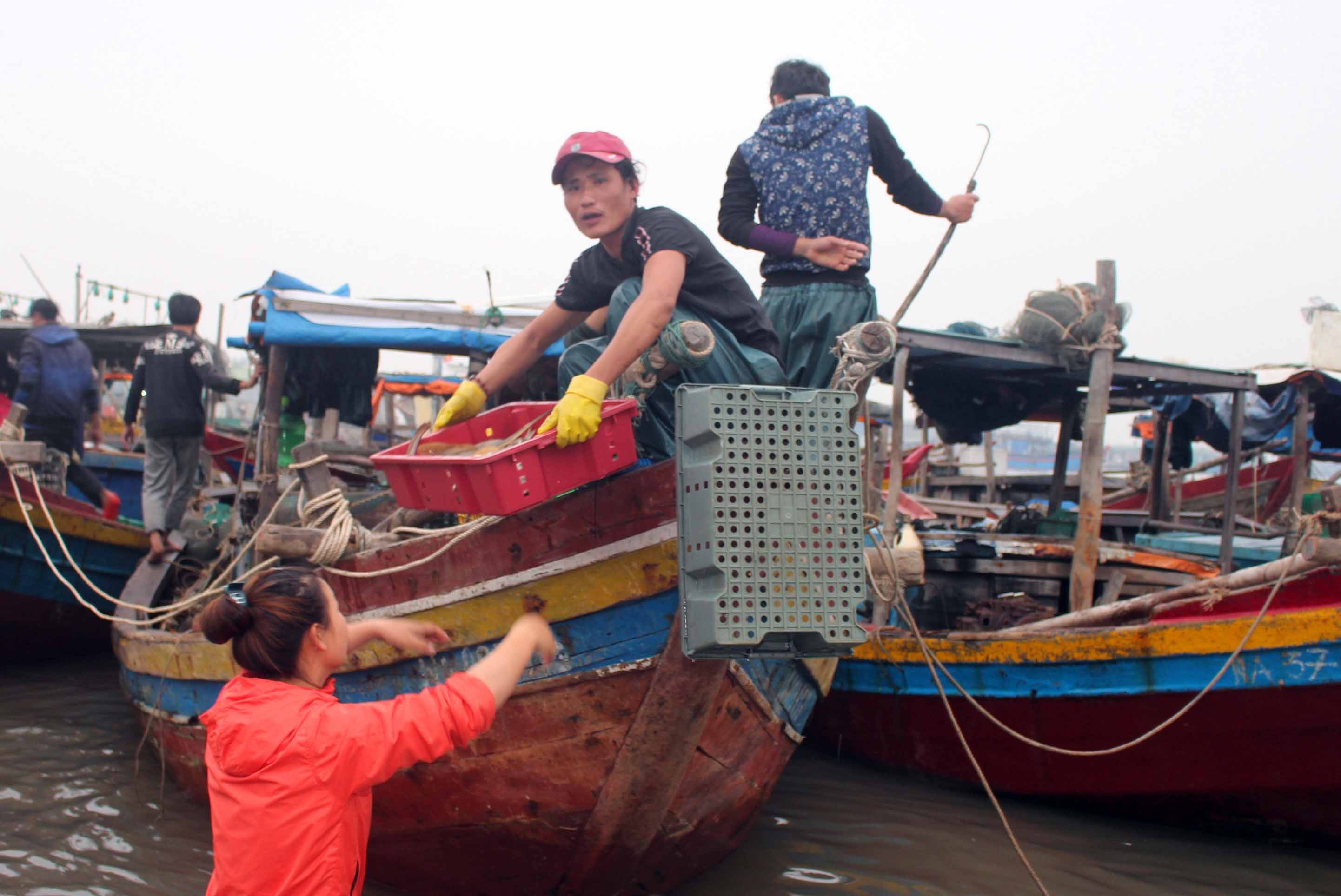 Ngư dân Hồ Văn Minh cho biết: “ Những ngày đầu năm, ngư dân ra khơi được mùa tôm biển, mỗi thuyền đi biển 1 đêm thu về 2 – 3 triệu đồng. Sau khi xuất bán hải sản, ngày chiều tối nay chúng tôi sẽ tiếp tục ra biển để đánh bắt, kiếm thêm thu nhập ăn Tết nguyên đán”.