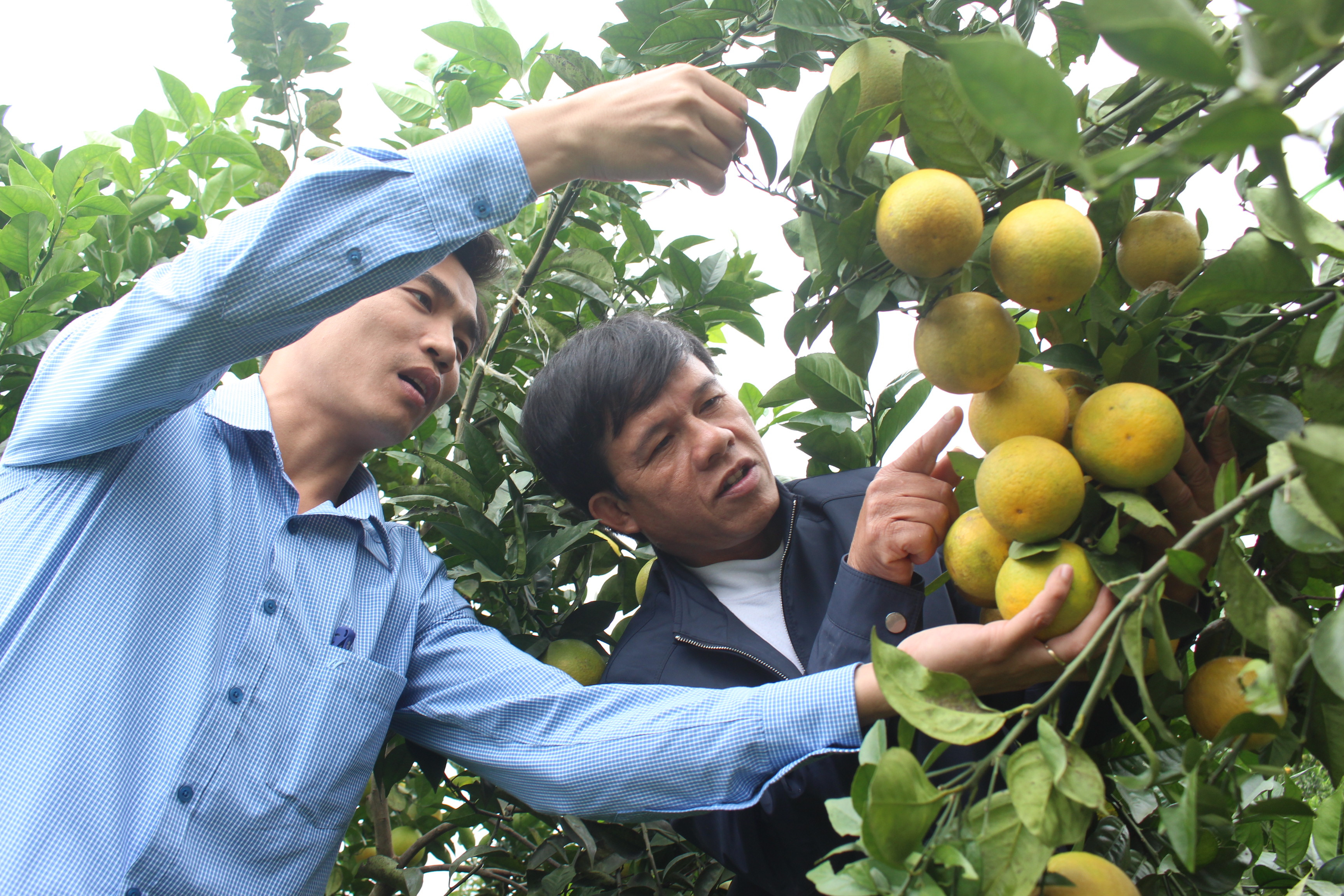 Mô hình trồng cam ở xã Minh Thành, Yên Thành (Nghệ An). Ảnh Đào Tuấn 