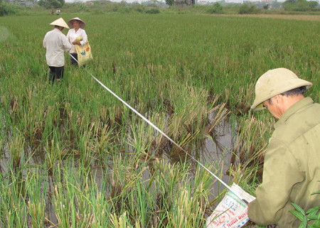 Đo đạc để cấp đổi GCNQSD đất nông nghiệp tại huyện Nghi Lộc. Ảnh: Mai Hoa