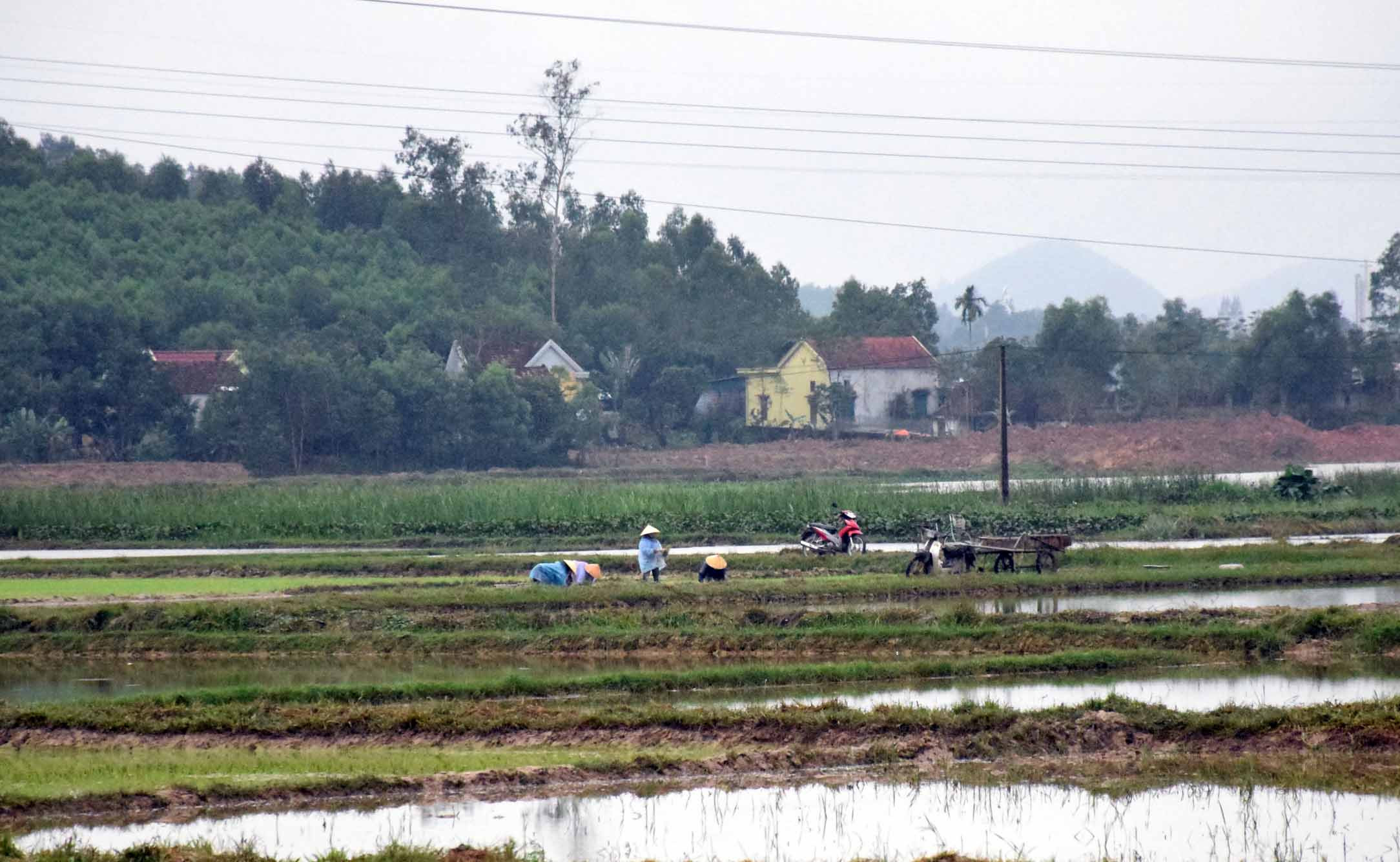 Một số bà con nông dân xóm 2, xã Diễn Lâm (Diễn Châu) cấy lúa Xuân 2019 từ ngày 9/1. Ảnh: Quang An