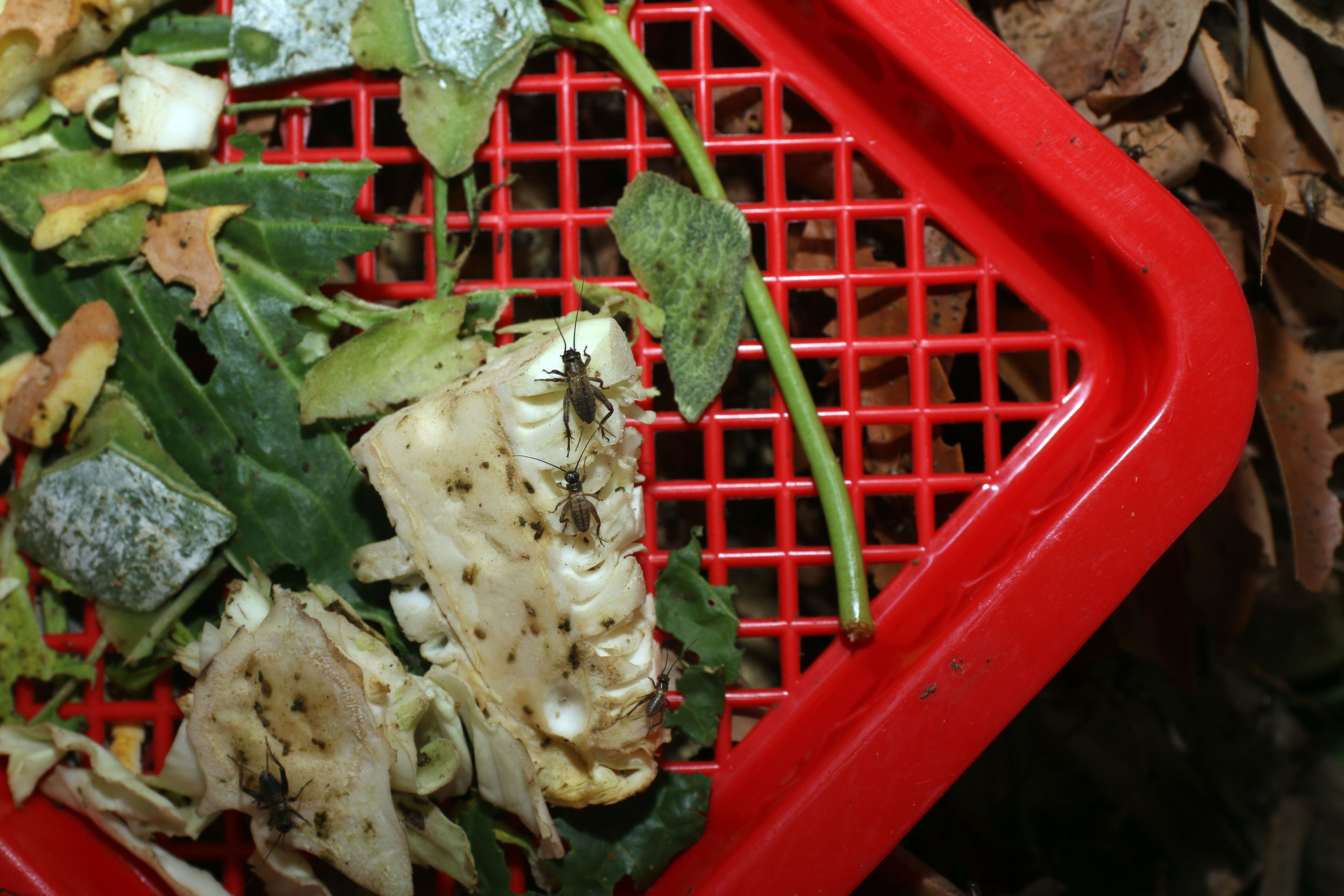 Thức ăn của dế là các loại rau củ được trồng trong vườn nhà. Ảnh: Đình Tuân