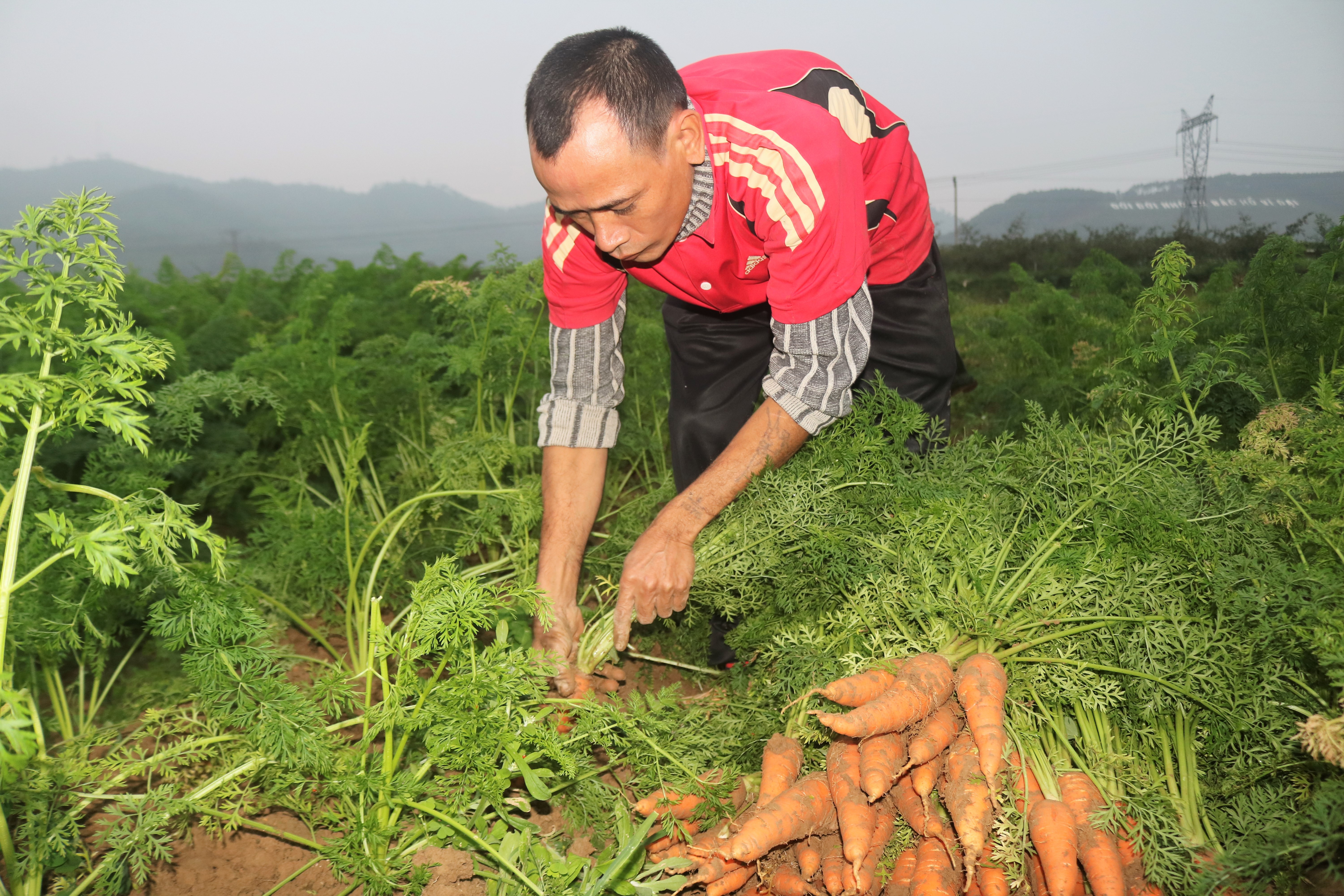 Giá cà rốt tăng mạnh nhưng do mất mùa nên nông dân Nam Đàn vẫn chịu thất thu. Ảnh: Diệp Phương