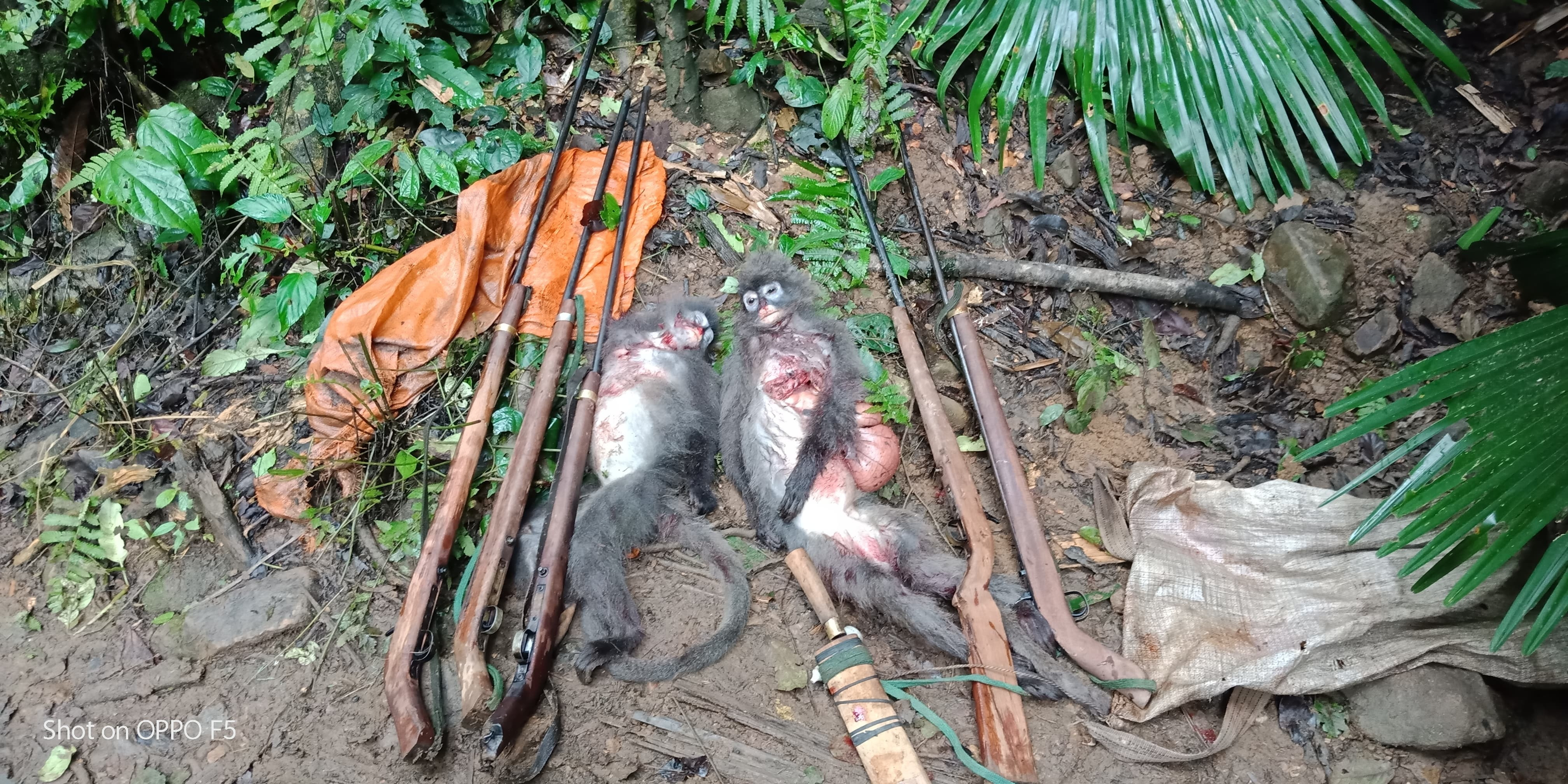 2 cá voọc xám bị nhóm săn động vật trái phép bắn chết (ảnh VQG Pù Mát cung cấp).