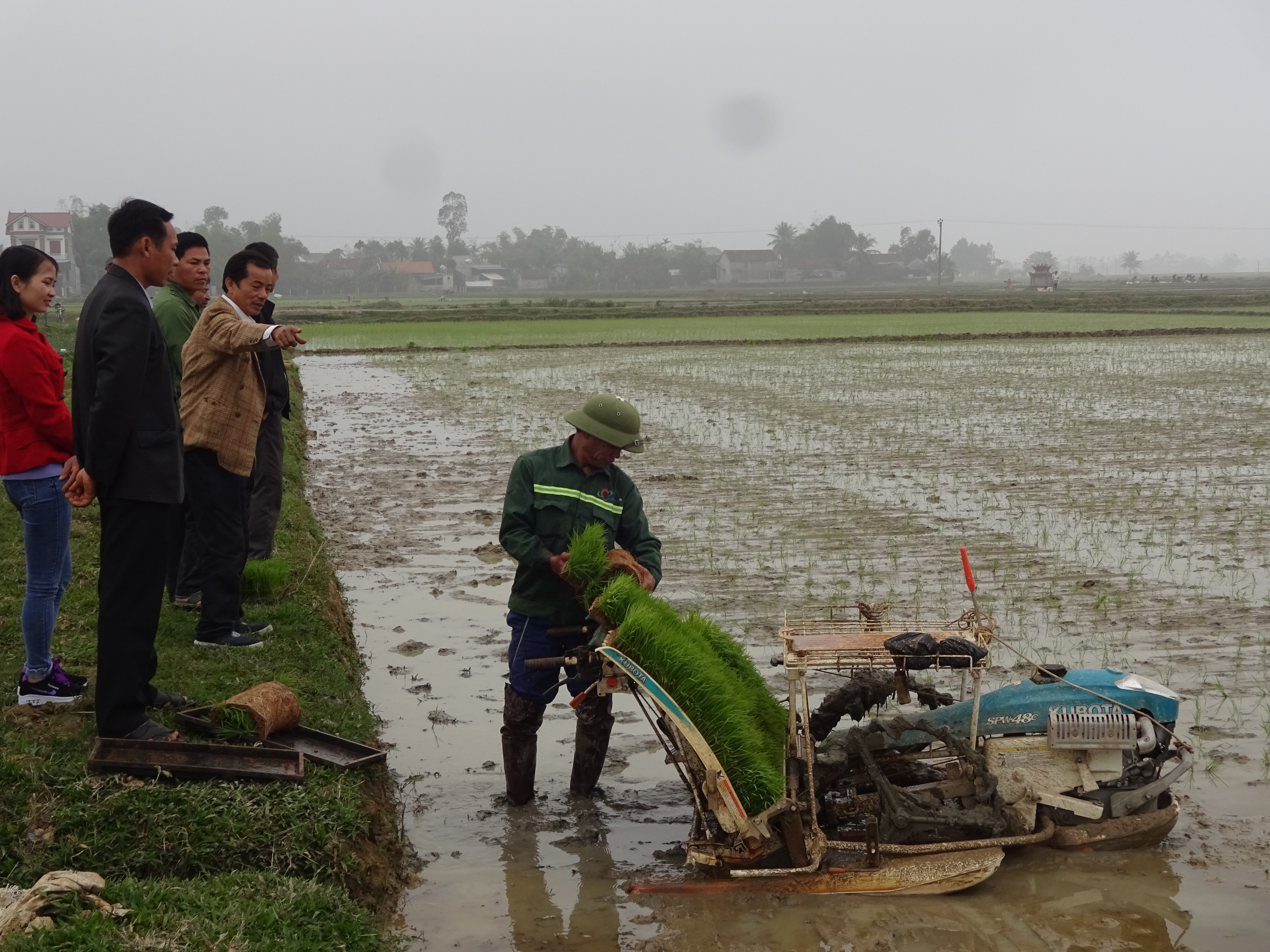 Vụ xuân 2019, xã Thọ thành có 30 ha diện tích lúa được cấy bằng máy. Ảnh: Thái Hồng
