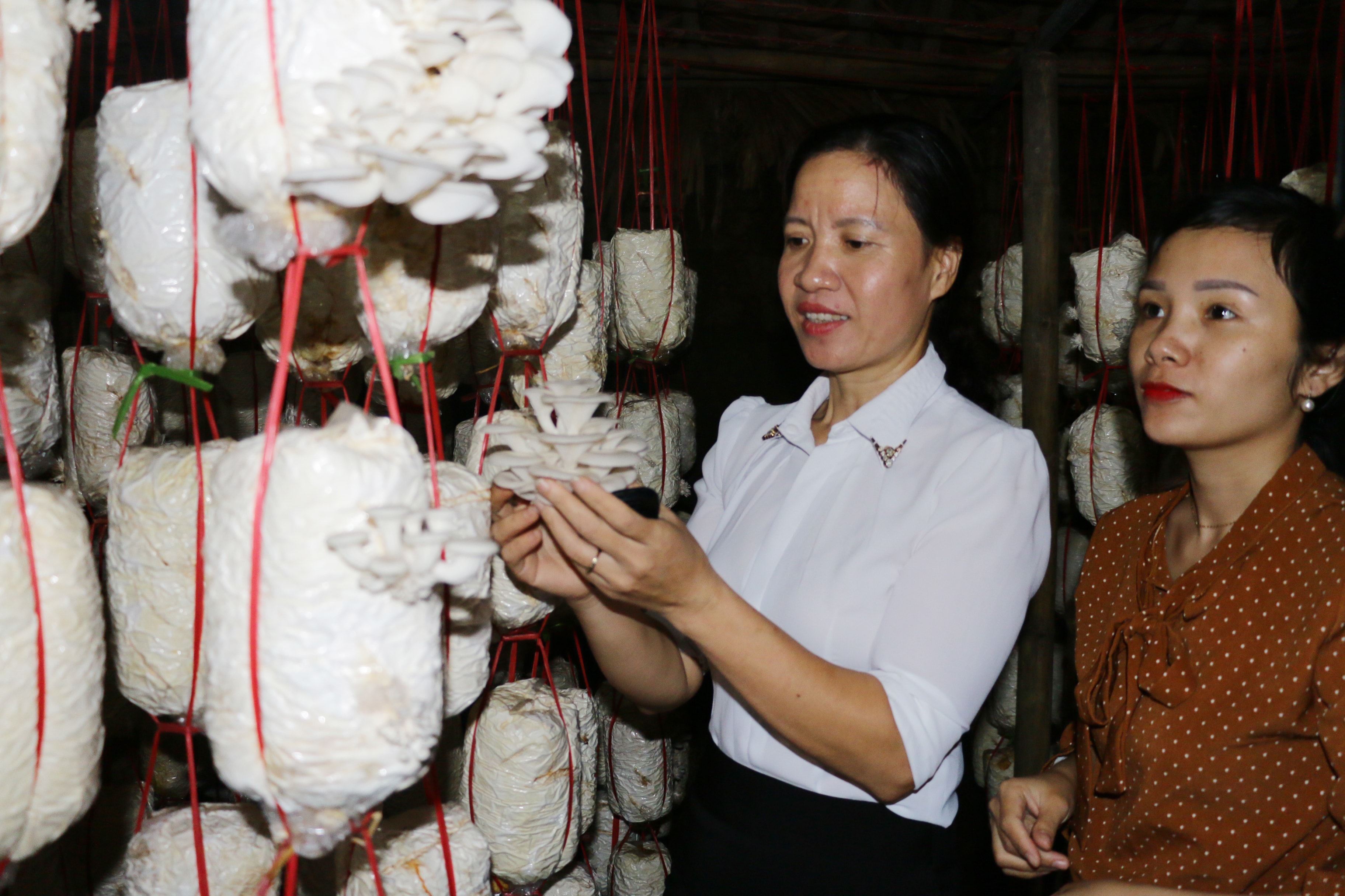 Mô hình trồng nấm an toàn, sạch cho thu nhập cao của chị em phụ nữ thị xã Cửa Lò. Ảnh: Mỹ Hà