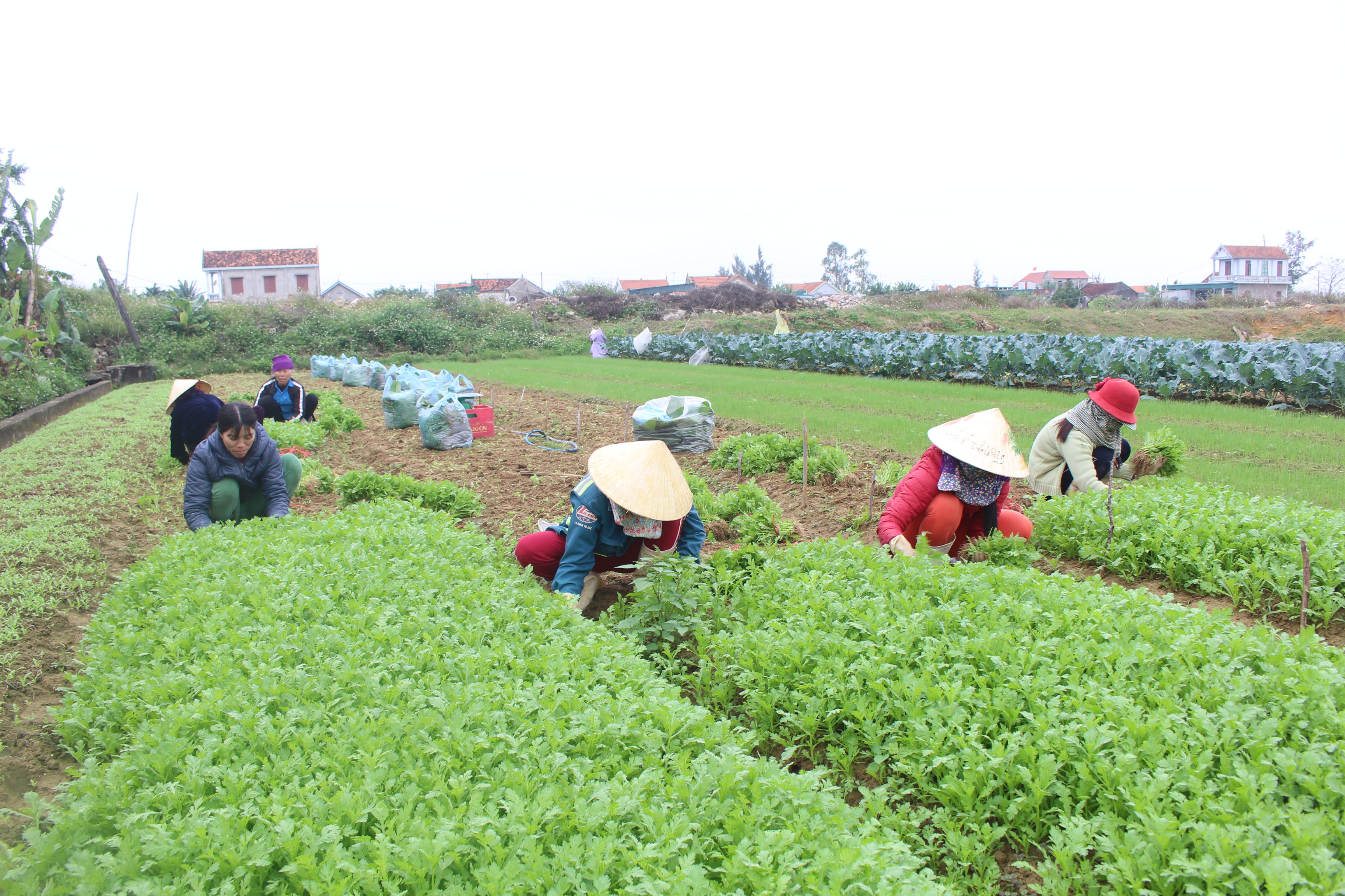 Nông dân xã Quỳnh Minh (Quỳnh Lưu) thu hoạch rau. Ảnh: V.H