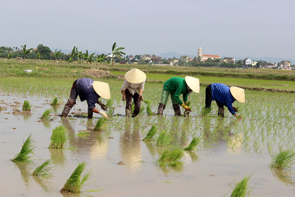 Tại một số xã ở Quỳnh Lưu như Quỳnh Hậu, Quỳnh Hồng, nông dân gieo cấy lúa xuân từ ngày 10/1. Ảnh: Phú Hương