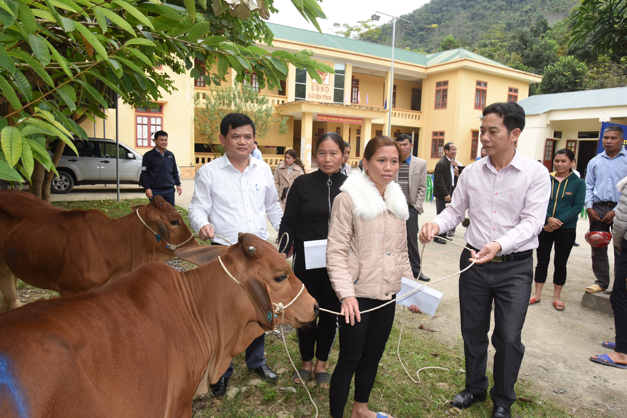 Trung tâm Y tế huyện Tương Dương cũng tặng 2 con bò giống cho người nghèo xã Yên Tĩnh. Ảnh: Thành Chung