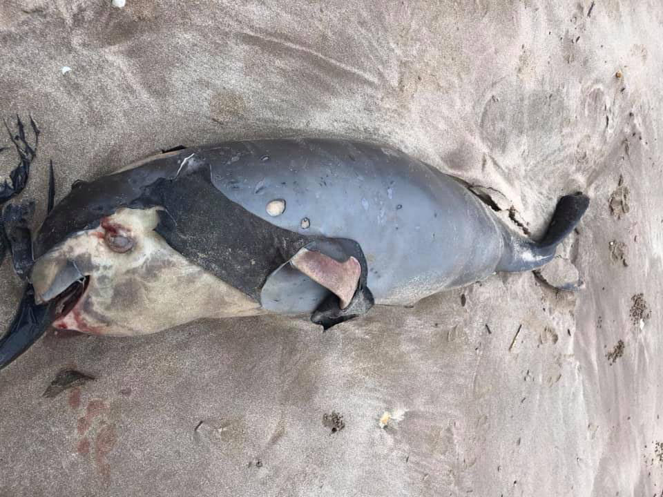 Cá Ông nặng hơn 20kg chết, dạt vào bờ biển Nghi Yên. Ảnh: Quang Dũng