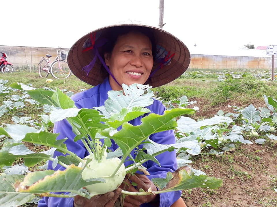 4 sào rau, củ của chị Nguyễn Thị Hải xóm 13, xã Nghi Long (Nghi Lộc) bắt đầu cho thu hoạch. Ảnh: Thu Hiền