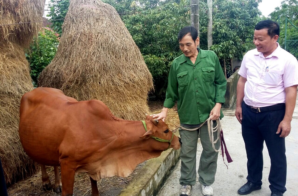 Thương binh Phan Viết Hài - Xóm 6, xã Nam Giang, huyện Nam Đàn vay vốn ưu đãi đầu tư chăn nuôi bò. Ảnh: Thu Huyền