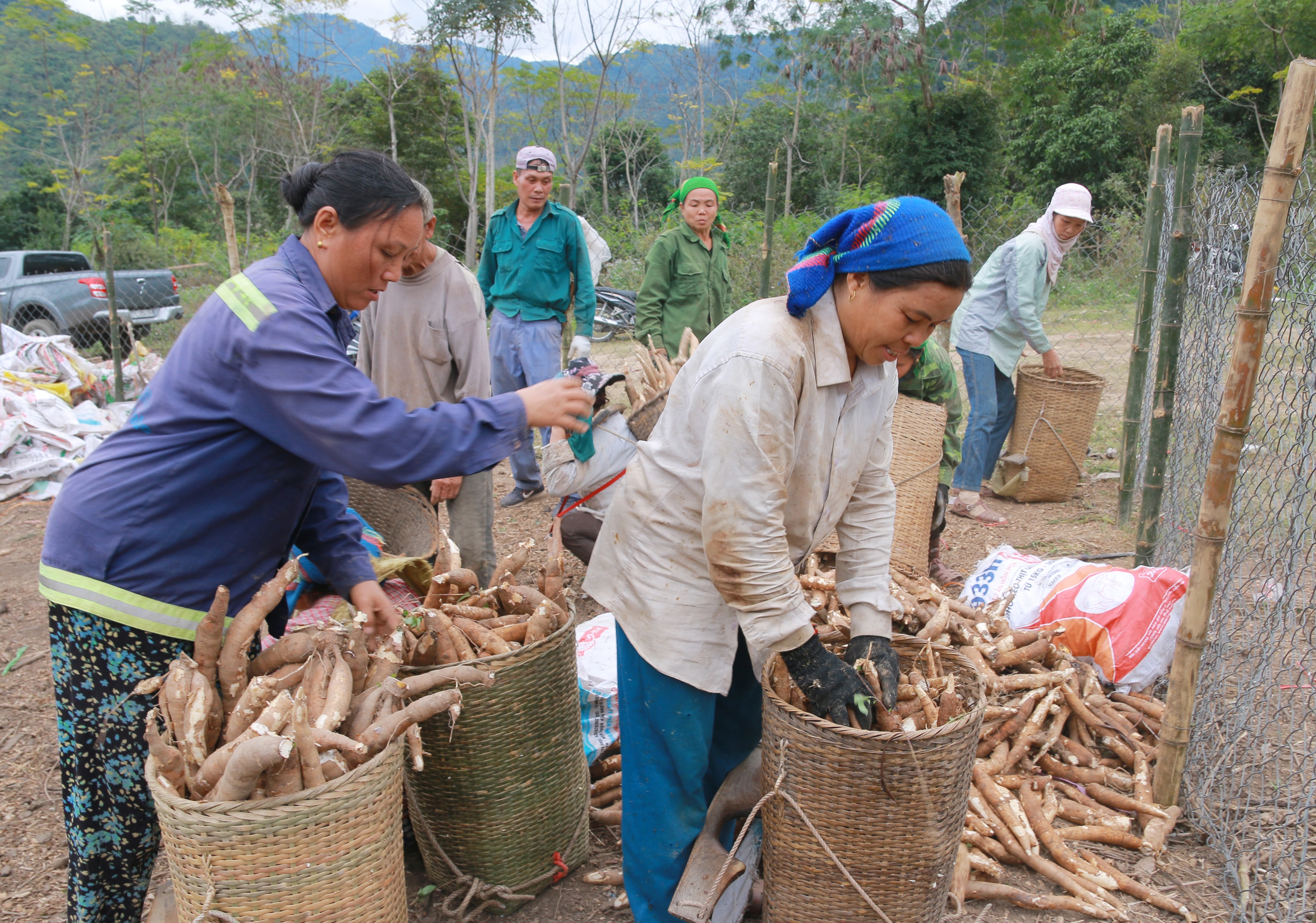 Là vụ đầu tiên bà con trồng sắn trên diện tích đất này nhìn chúng khá được mùa, sắn củ to và nhiều củ. Theo ước tính, vụ này bà con nhân dân bản Can sẽ thu được trên 80 tấn. 