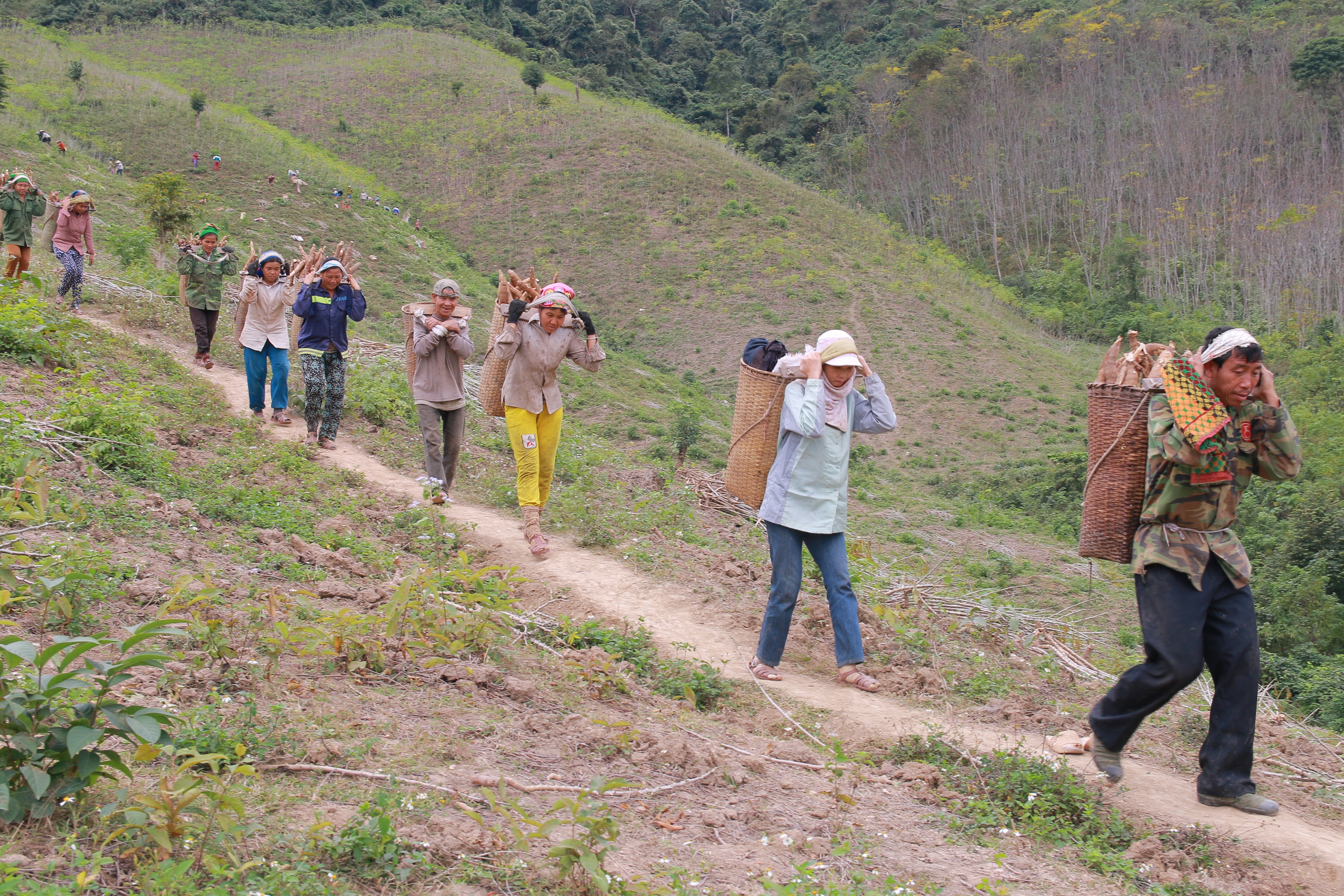 Người dân trong bản từ già trẻ, gái trai đều tham gia thu hoạch sắn. Sắn được cho vào bế để gùi xuống đồi. Ảnh: Đình Tuân