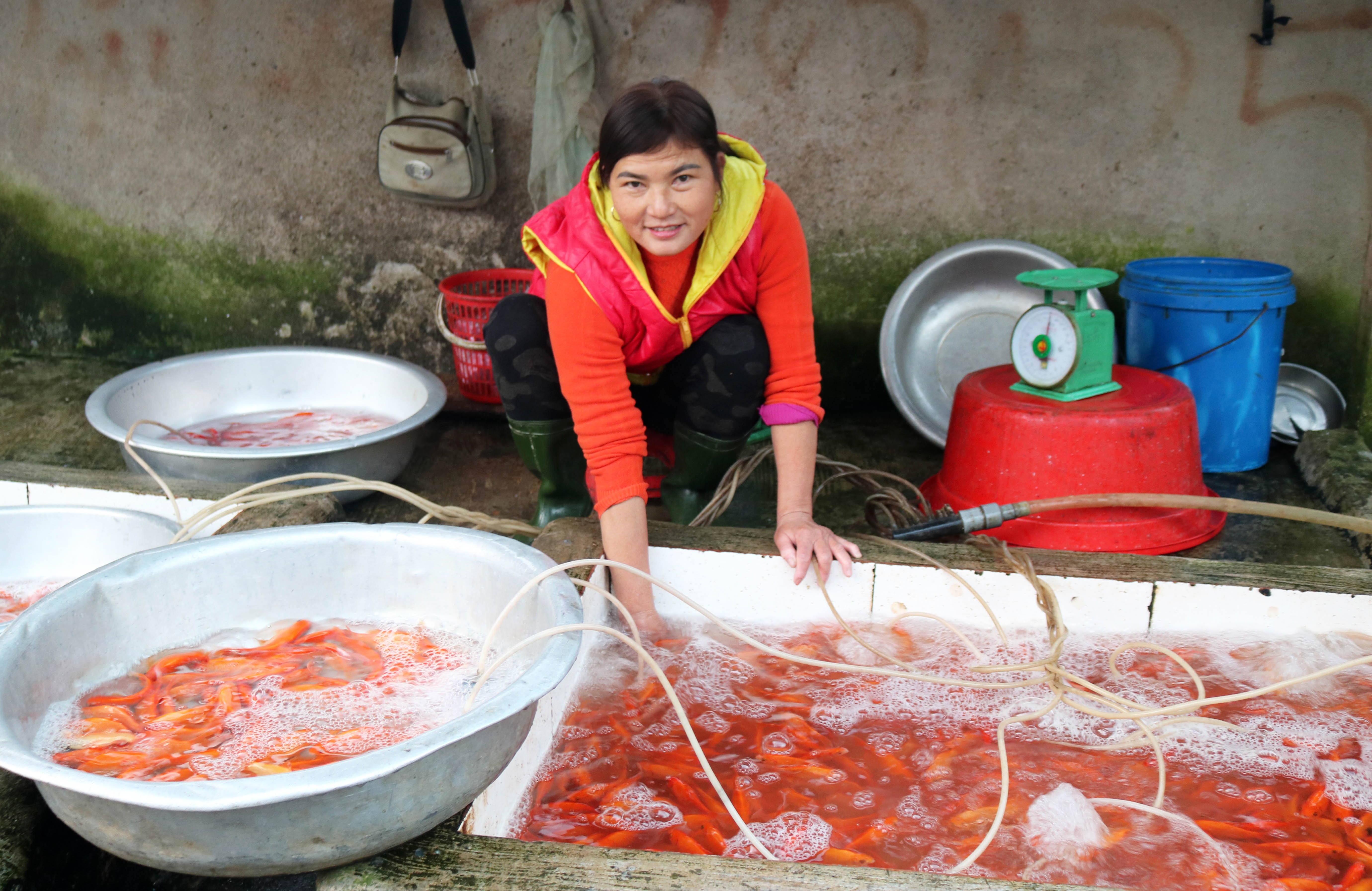 Mấy năm trở lại nay, cá vàng được ươm, nuôi nhiều tại các địa phương trong tỉnh, nên chợ tràn ngập cá vàng. Một lái buôn ở chợ Cồn ( Thanh Chương) cho biết hôm nay chị lấy về 1 tạ cá vàng để bán phục vụ tết ông Táo.