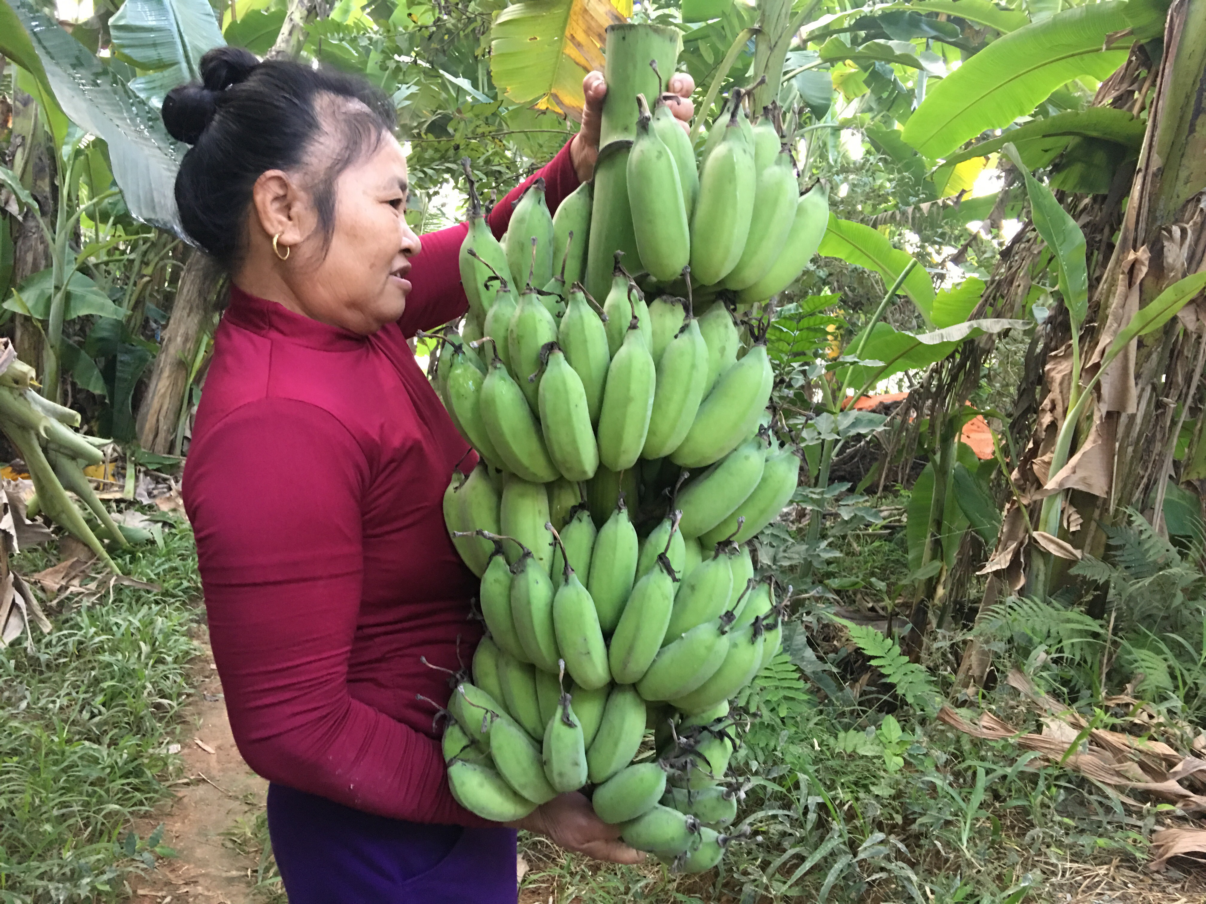 Bà Phan Thị Liên xã Tràng Sơn, huyện Đô Lương thu hoạch chuối; giá bán chuối to là 300.000 đồng, gấp đôi ngày thường. Ảnh: Ngọc Phương