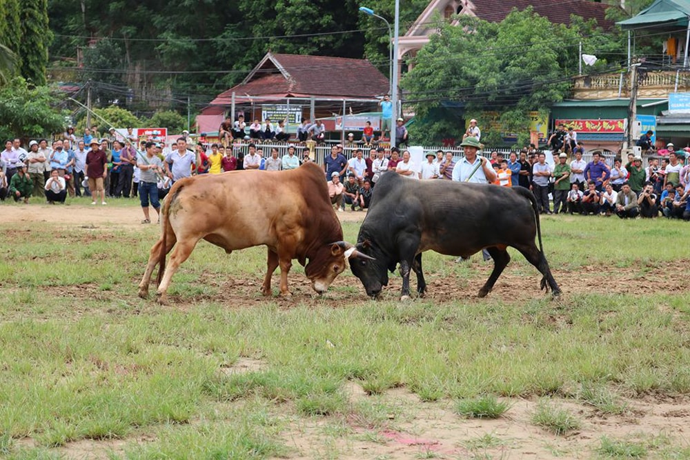 Lễ hội chọi bò được người Mông ở Kỳ Sơn xem như là một nét văn hóa. Ảnh: Lữ Phú