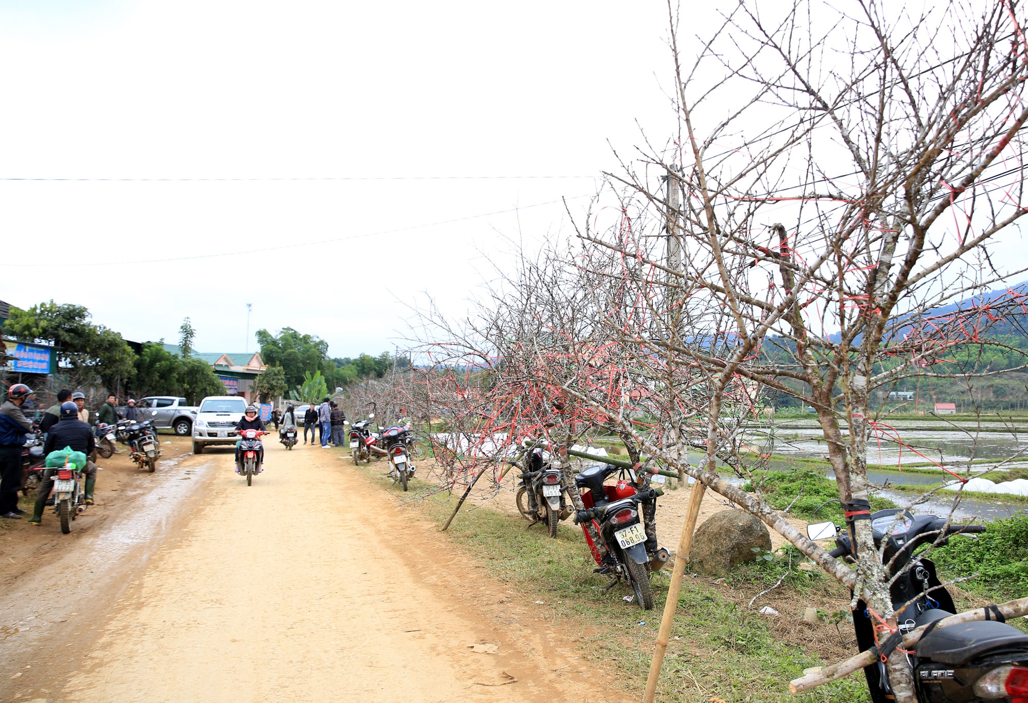 Những cành đào đá được dựng hai bên đường liên xã địa bàn xã Tri Lễ, huyện Quế Phong. Ảnh: Hồ Phương